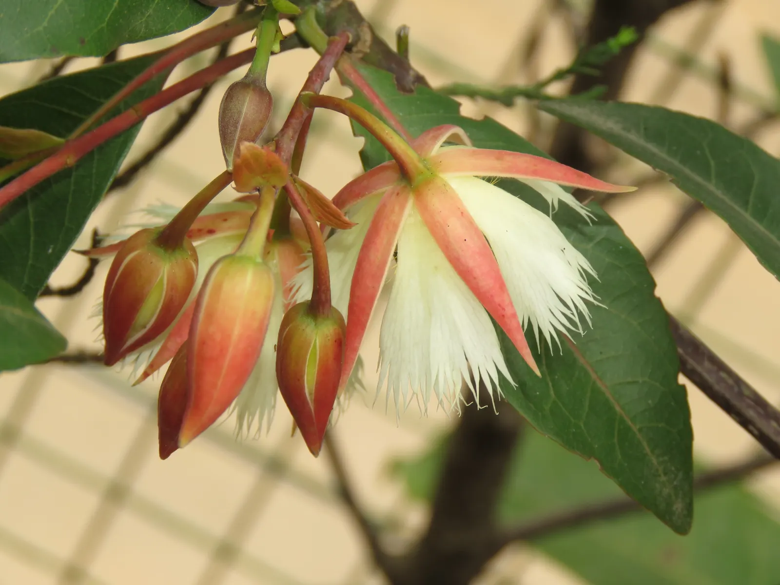 Lily Of The Valley Tree (Crinodendron Patagua) — When integrating this tree into a landscape design; it is suitable for USDA hardiness zones 8, image 70