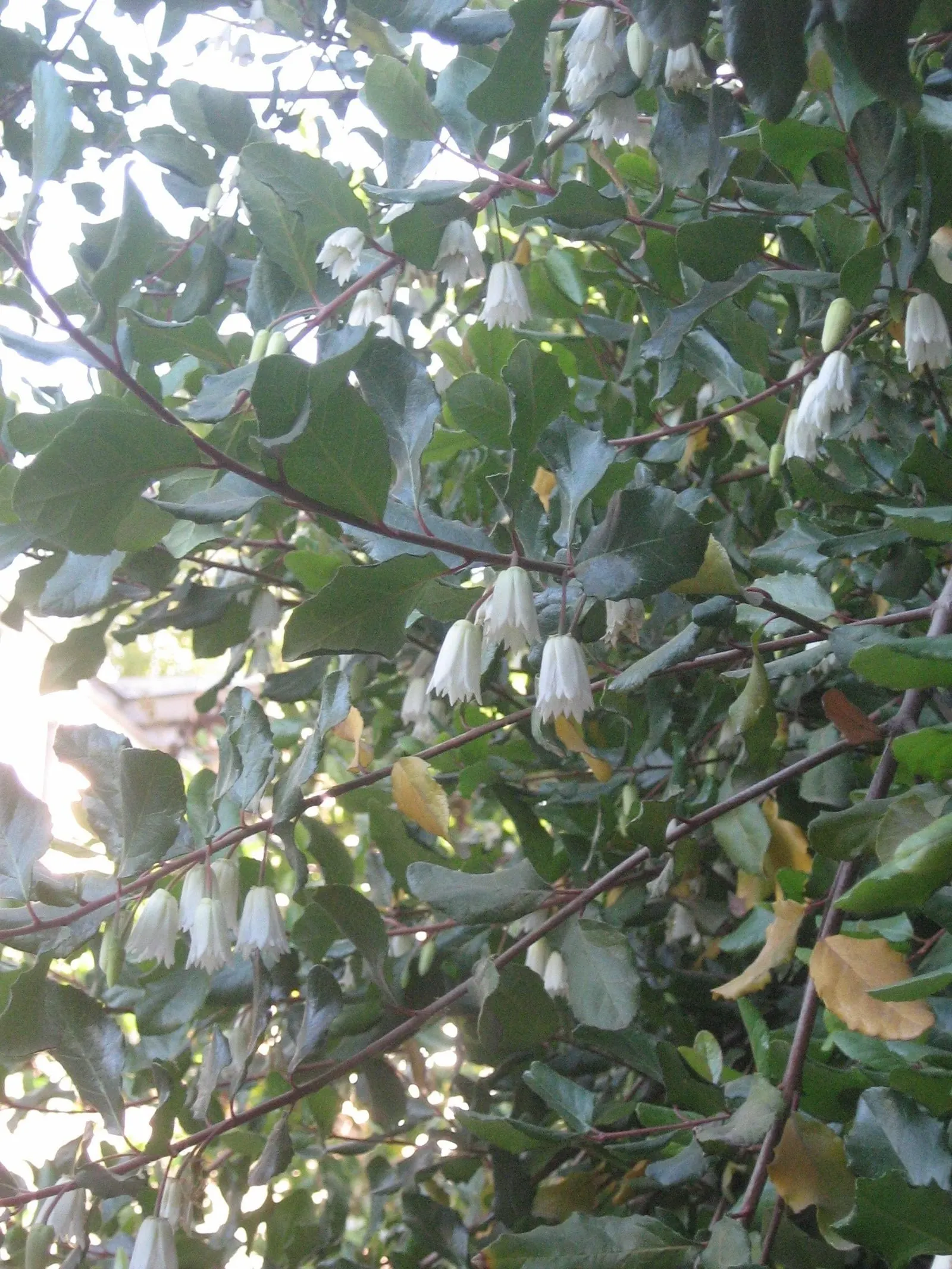 Lily Of The Valley Tree (Crinodendron Patagua) — creating an elegant rounded silhouette in your landscape design.<br><br>Its leathery dark green leaves; this