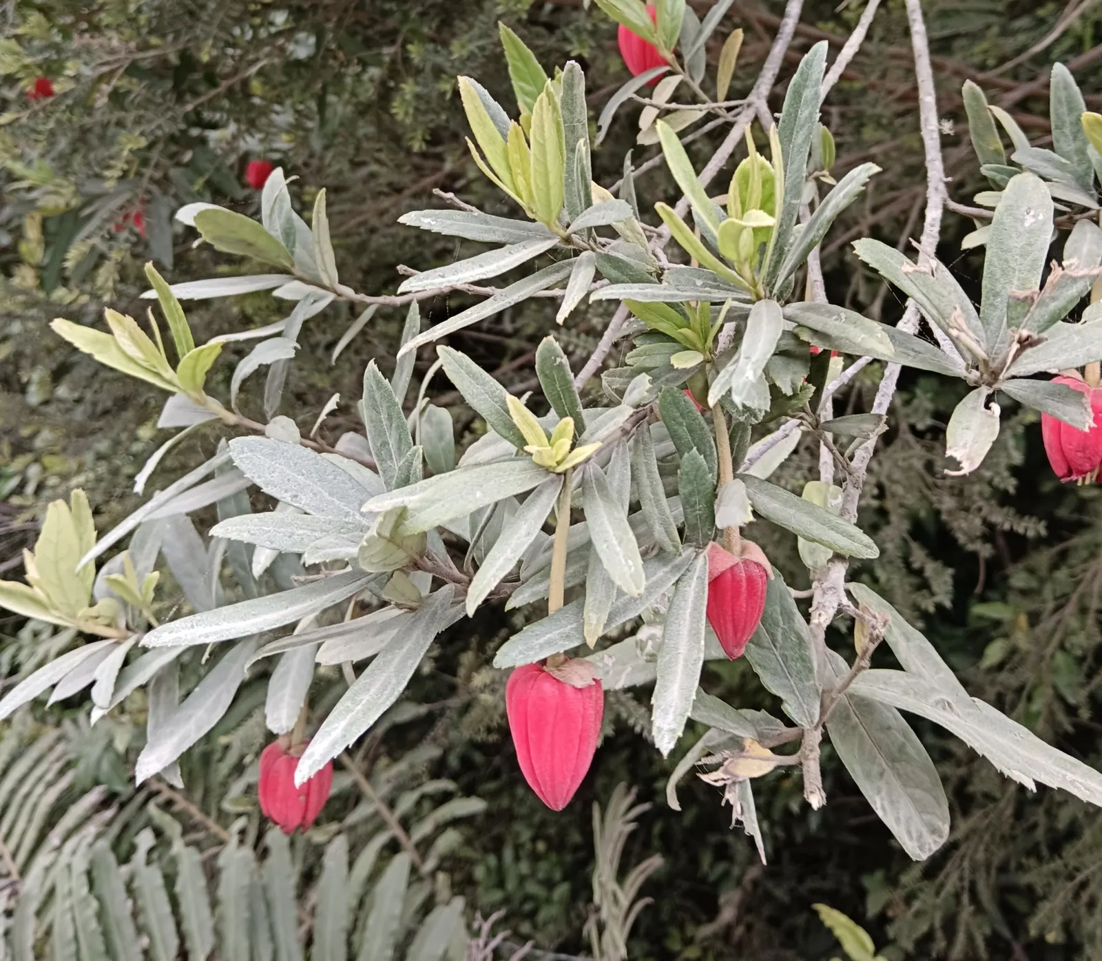 Lily Of The Valley Tree (Crinodendron Patagua) — which are moderate once established; shrub / tree for full or half, image 52