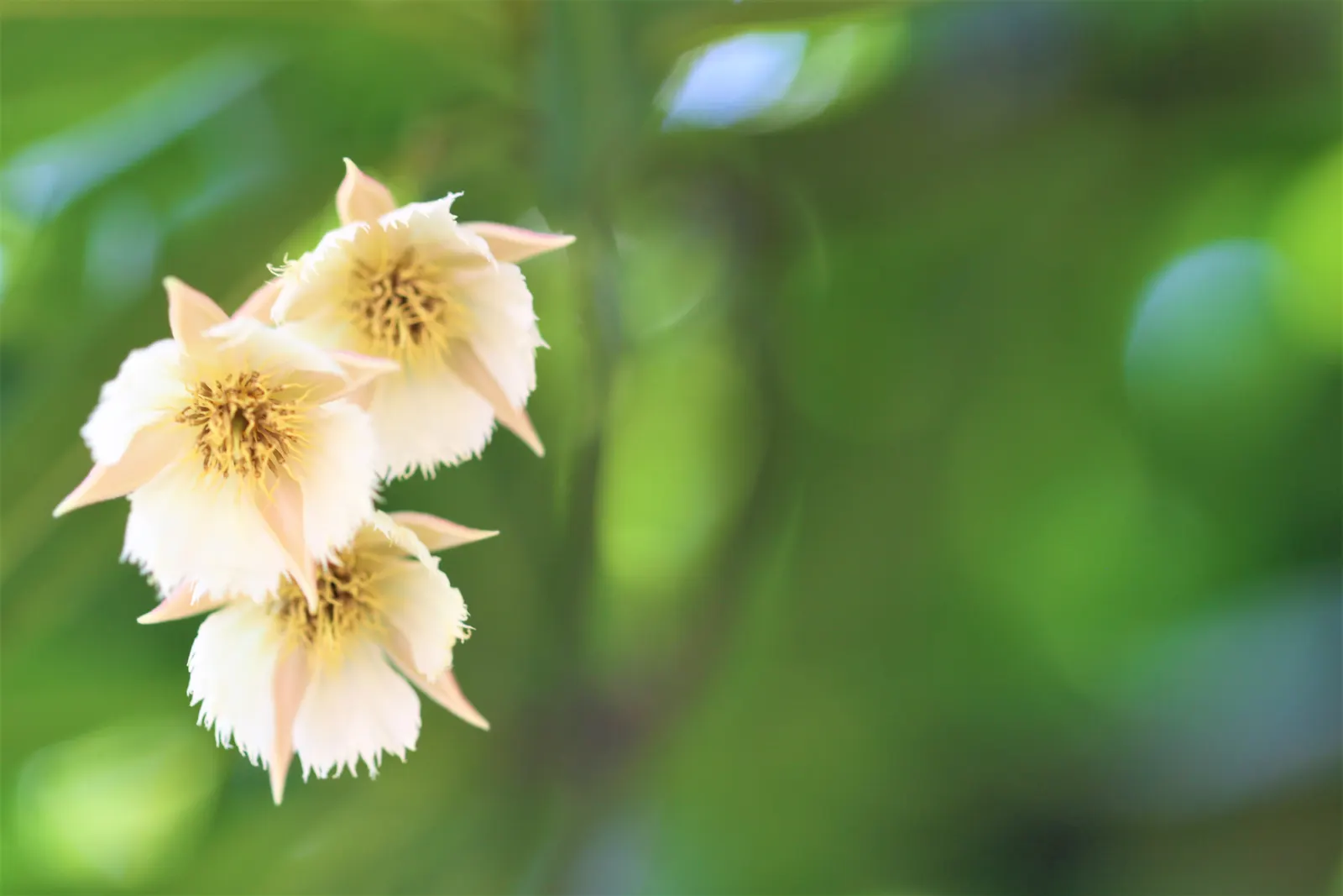 Lily Of The Valley Tree (Crinodendron Patagua) — Regular pruning is not essential