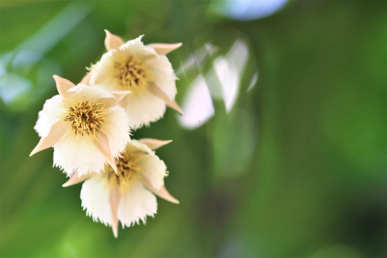 Lily Of The Valley Tree (Crinodendron Patagua) — creating an elegant rounded silhouette in your landscape design.<br><br>Its leathery dark green leaves
