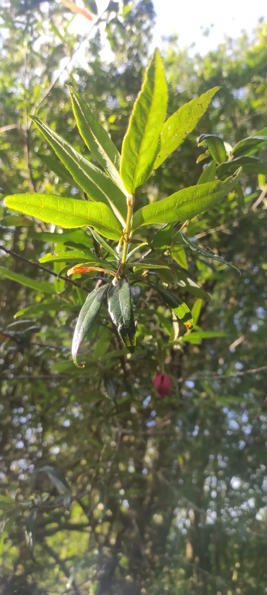 Lily Of The Valley Tree (Crinodendron Patagua) — When integrating this tree into a landscape design; it is suitable for USDA hardiness zones 8, image 51
