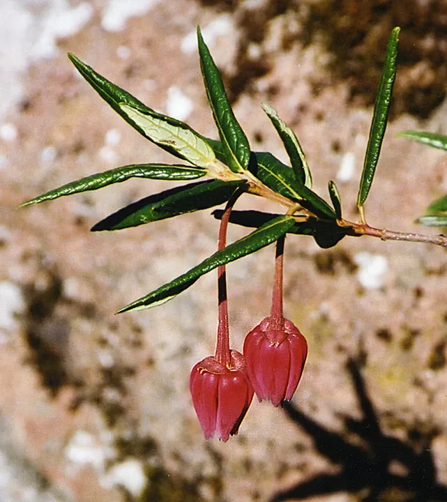 Lily Of The Valley Tree (Crinodendron Patagua) — revered for its profuse white; preferring well-drained soil, it thrives in full sun to partial, image 39