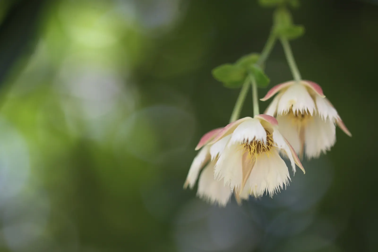 Lily Of The Valley Tree (Crinodendron Patagua) — This evergreen tree reaches heights of up to 40 feet with a spread of 20 feet; shrub / tree with white blooms