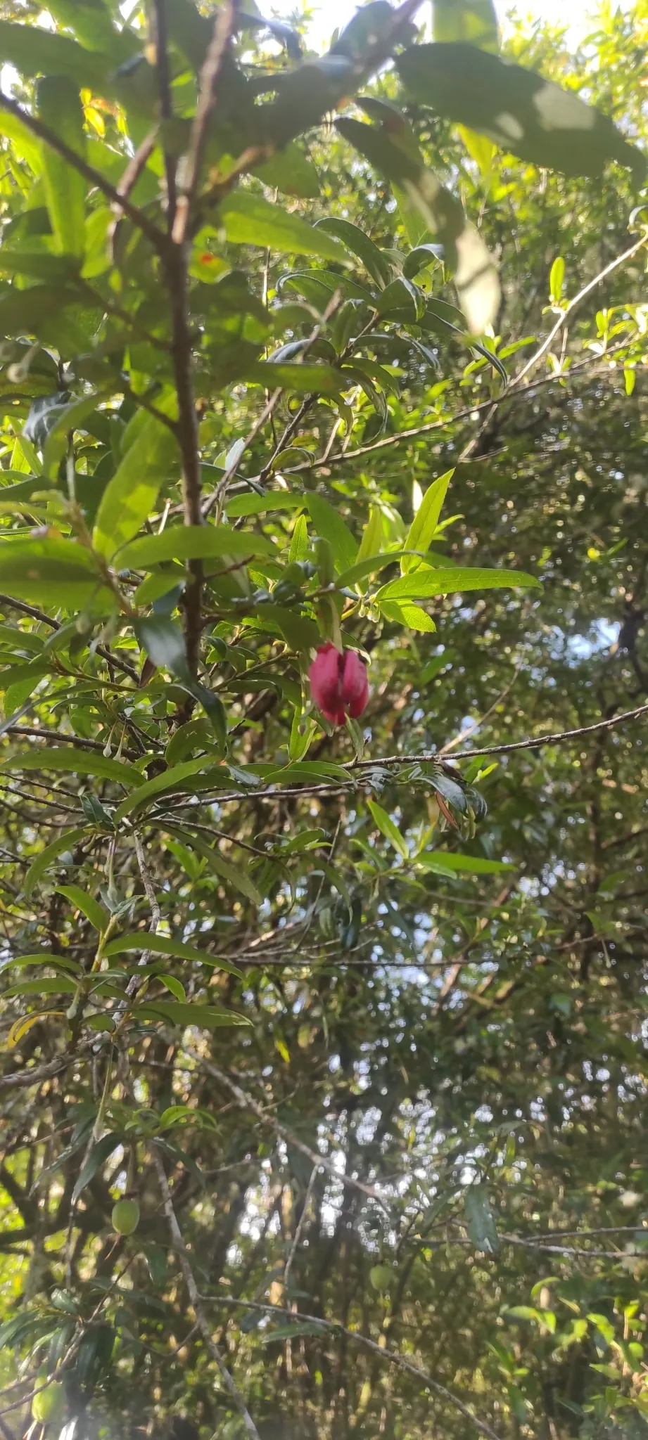 Lily Of The Valley Tree (Crinodendron Patagua) — Hardy and low-maintenance, it's ideal for creating focal points in temperate gardens, Zones 8-10, image 43