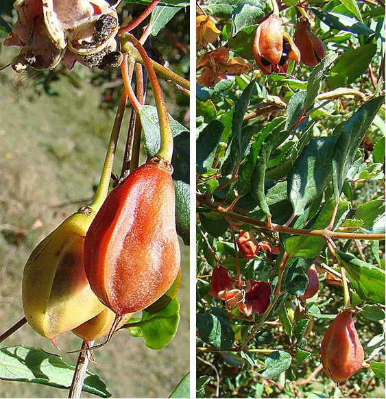Lily Of The Valley Tree (Crinodendron Patagua) — Preferring well-drained soil, it thrives in full sun to partial shade; scientifically named, image 42