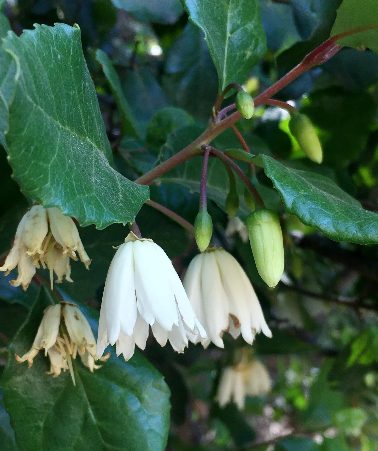 Lily Of The Valley Tree (Crinodendron Patagua) — with a canopy spread of around 15 to 20 feet