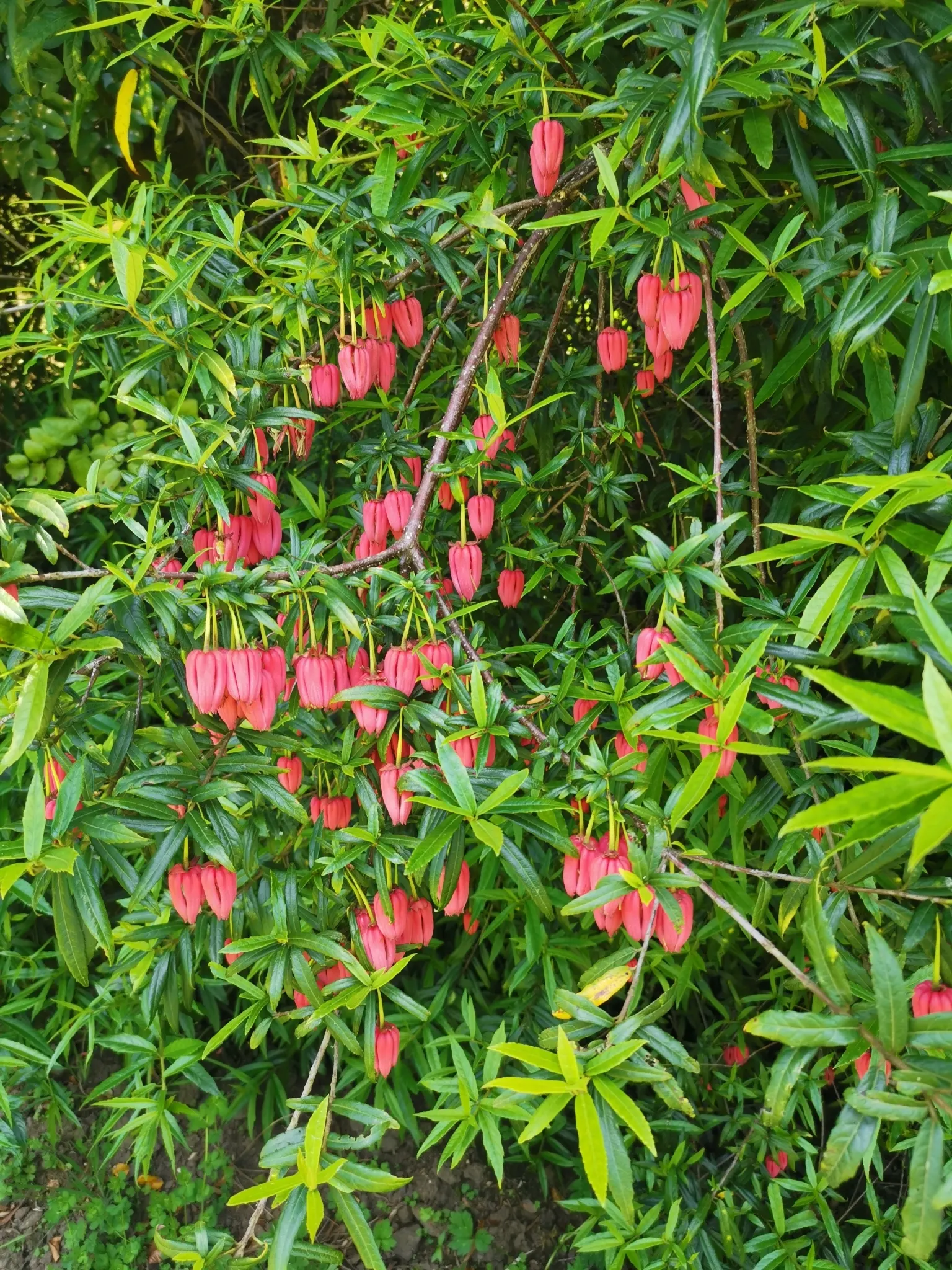 Lily Of The Valley Tree (Crinodendron Patagua) — bell-shaped flowers resembling the namesake perennial; these flowers are typically 1 inch in, image 59