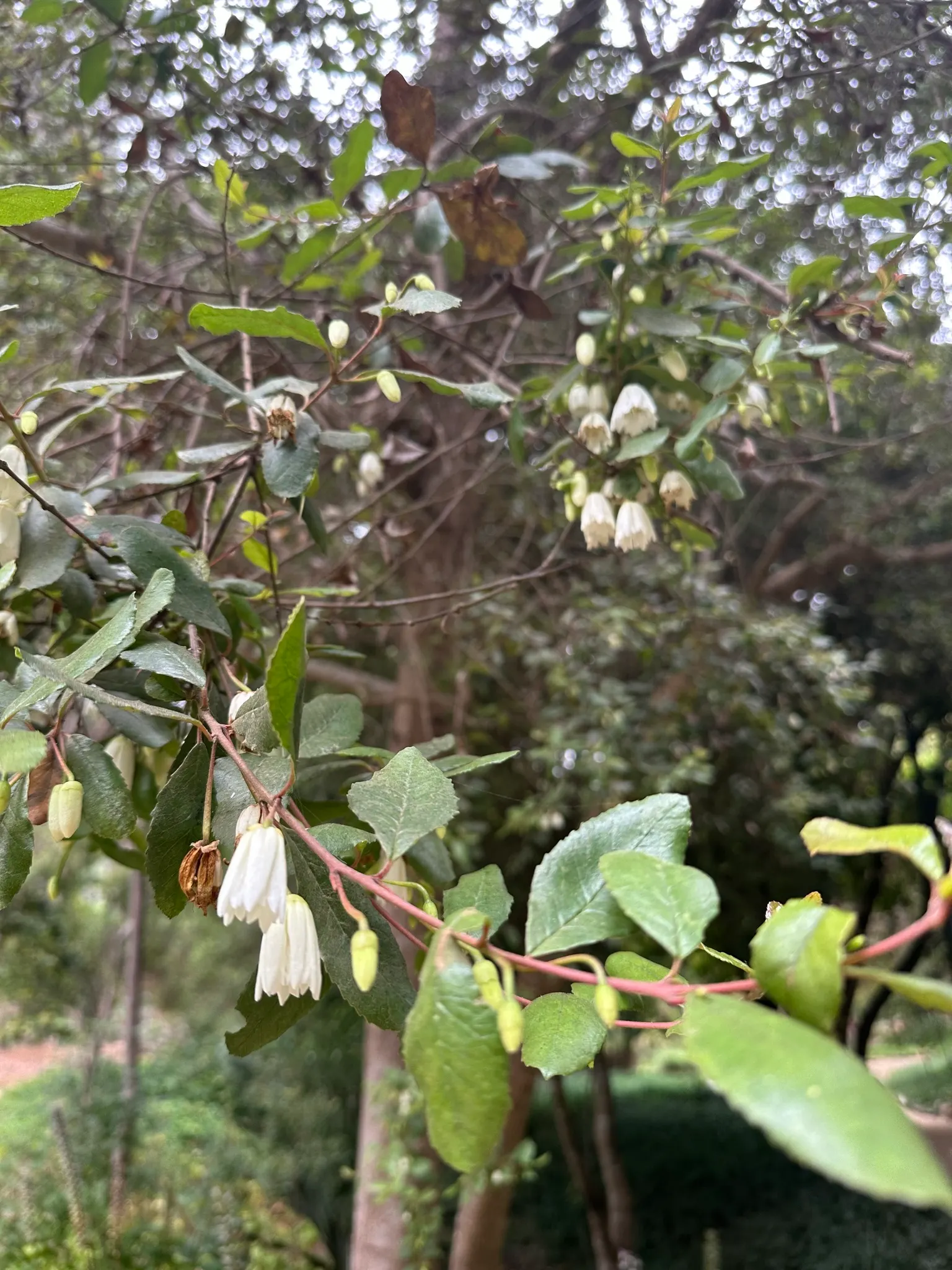 Lily Of The Valley Tree (Crinodendron Patagua) — scientifically named Crinodendron patagua; revered for its profuse white