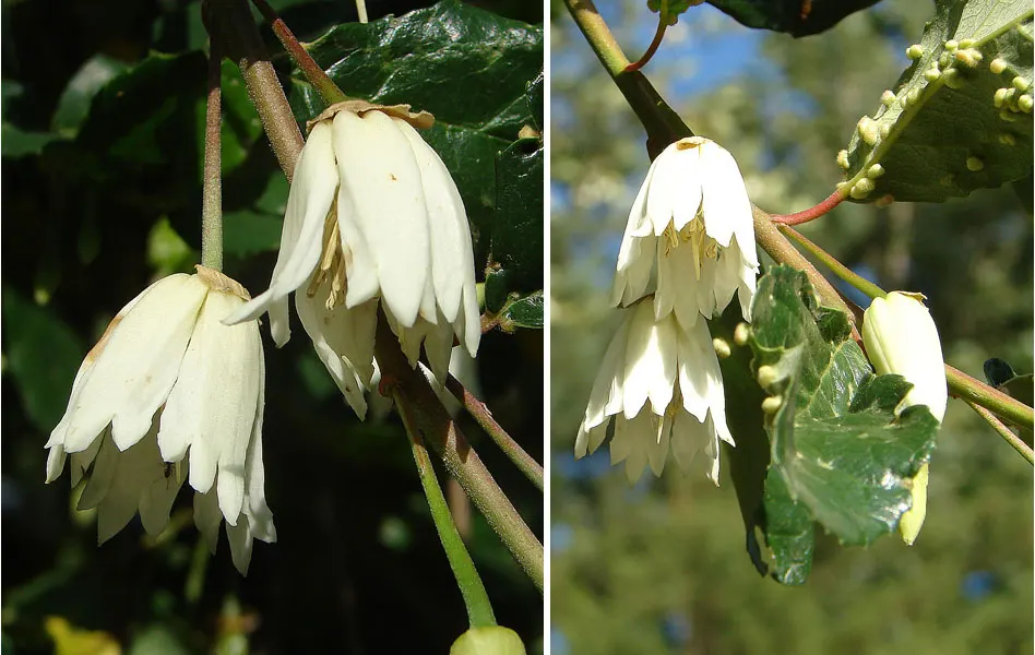 Lily Of The Valley Tree (Crinodendron Patagua) — creating an elegant rounded silhouette in your landscape design.<br><br>Its leathery dark green, image 47
