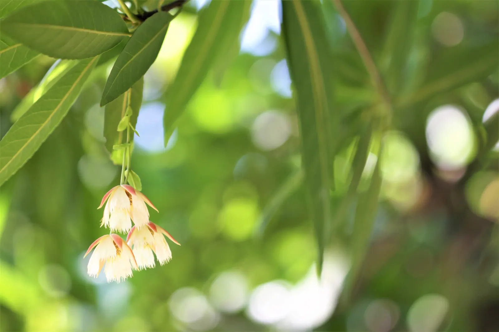 Lily Of The Valley Tree (Crinodendron Patagua) — Hardy and low-maintenance, it's ideal for creating focal points in temperate gardens, Zones 8-10; when
