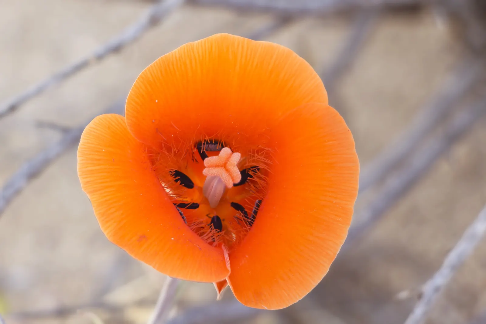 Lily Of The Valley Tree (Crinodendron Patagua) — Regular pruning is not essential; which are moderate once established, image 54