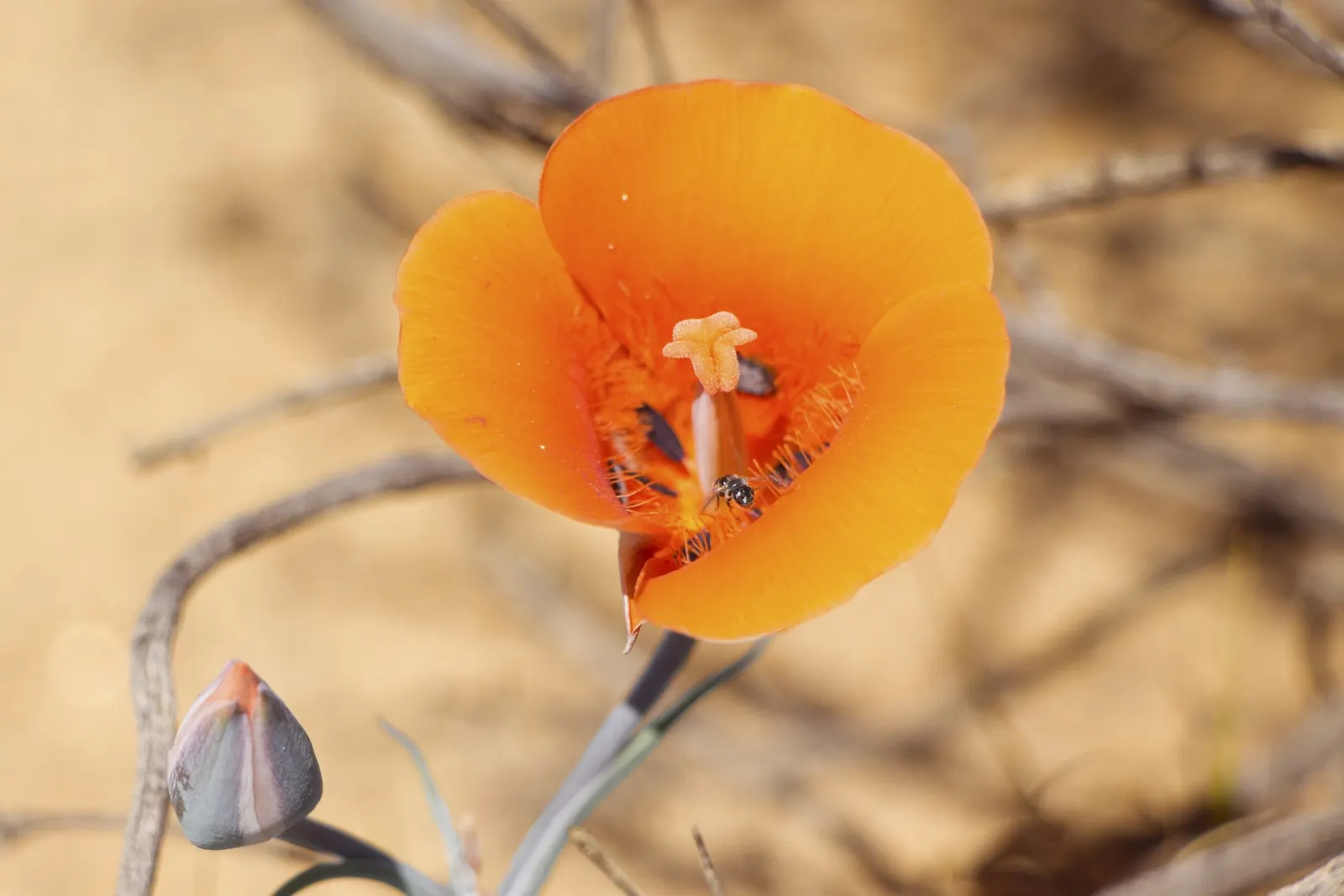 Lily Of The Valley Tree (Crinodendron Patagua) — These flowers are typically 1 inch in length and can be expected to emerge in late spring to early, image 49