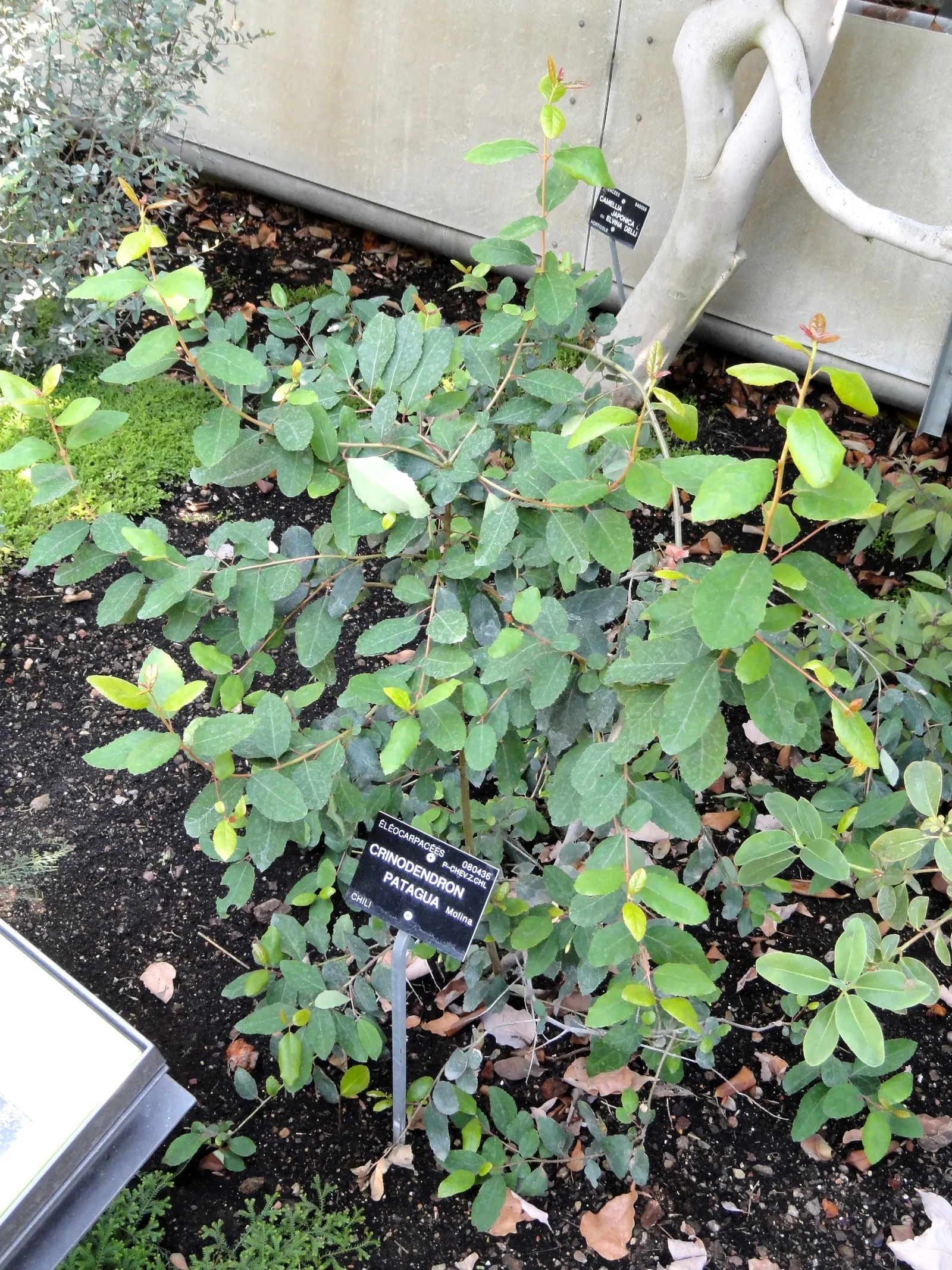 Lily Of The Valley Tree (Crinodendron Patagua) — shrub / tree with white blooms; creating an elegant rounded silhouette in your landscape design.<br><br>Its