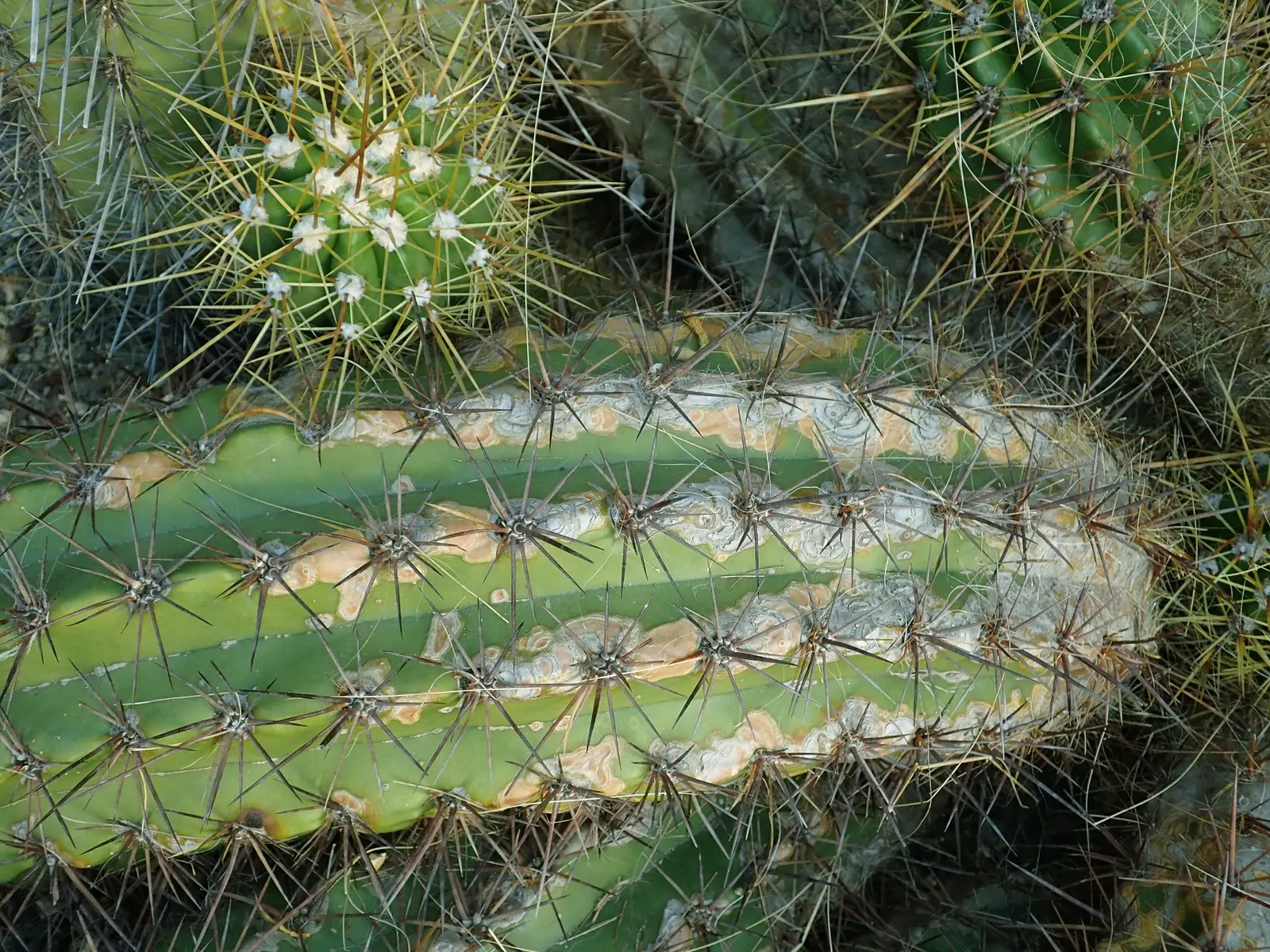 Torch Cactus (Echinopsis Candicans) — It reaches a modest 24-36 inches in height, making it an ideal focal point for low-maintenance gardens