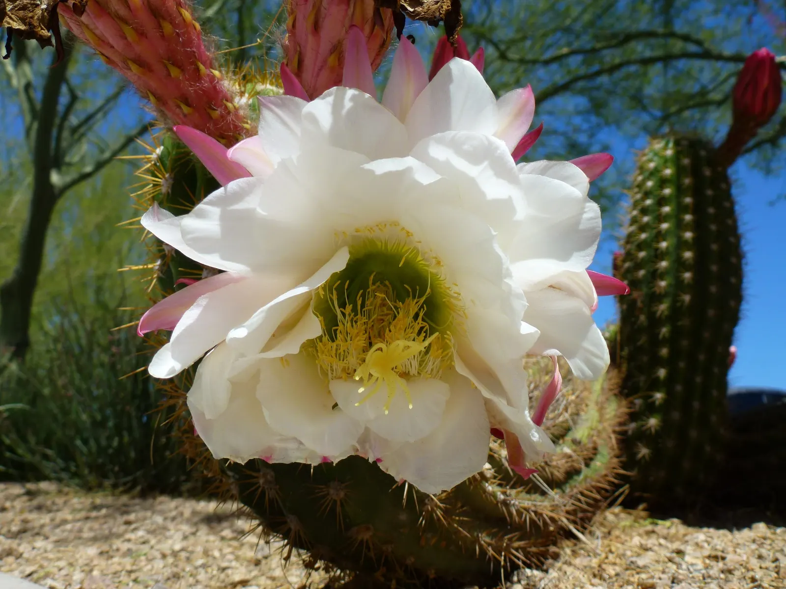 Torch Cactus (Echinopsis Candicans) — This hardy cactus thrives in arid climates, loves full sun, and provides a stark contrast to softer foliage, image 116