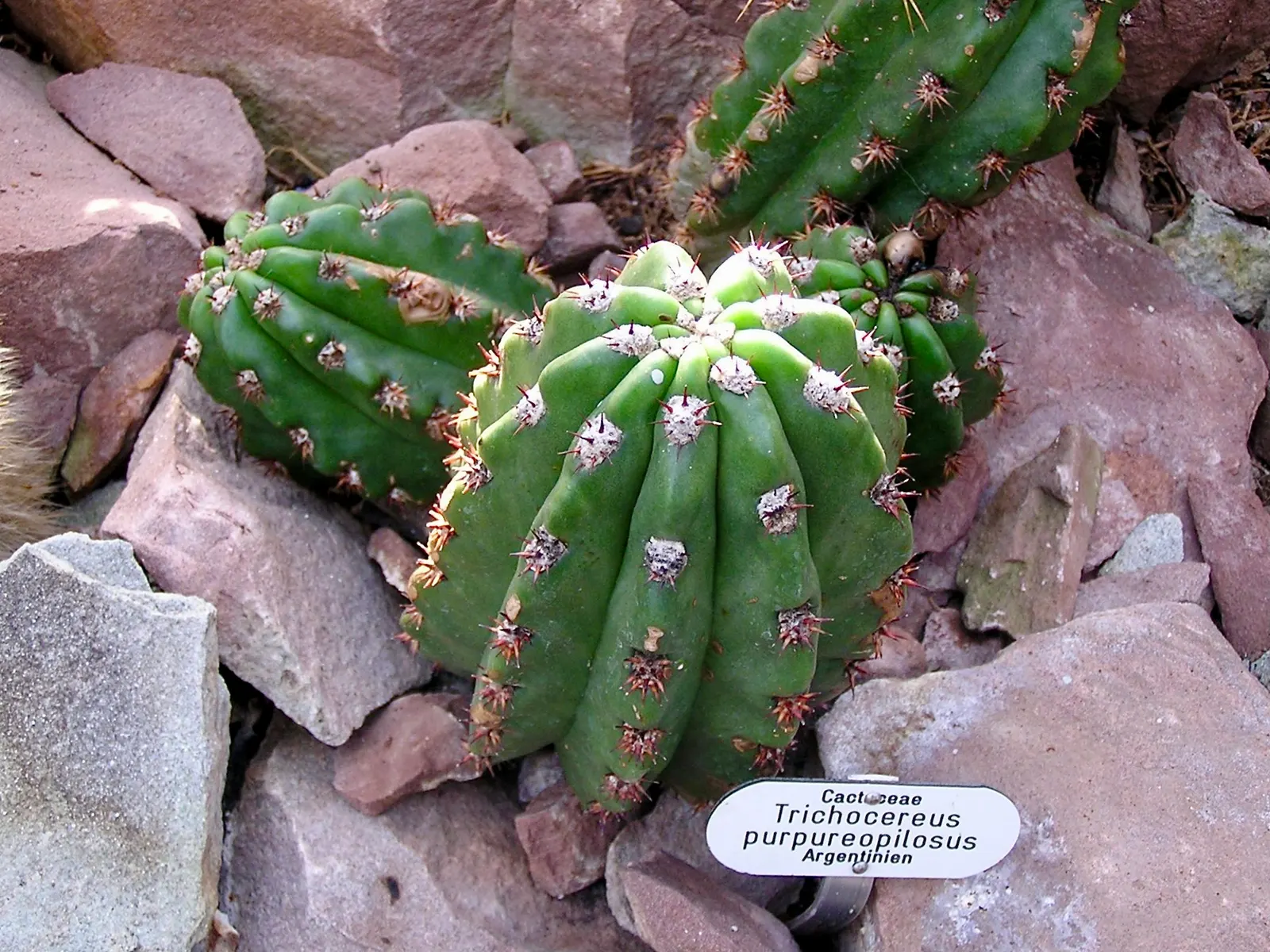 Torch Cactus (Echinopsis Candicans) — the blooms can measure up to an astounding 8 inches in diameter; the Torch Cactus proves to be an alluring, image 137