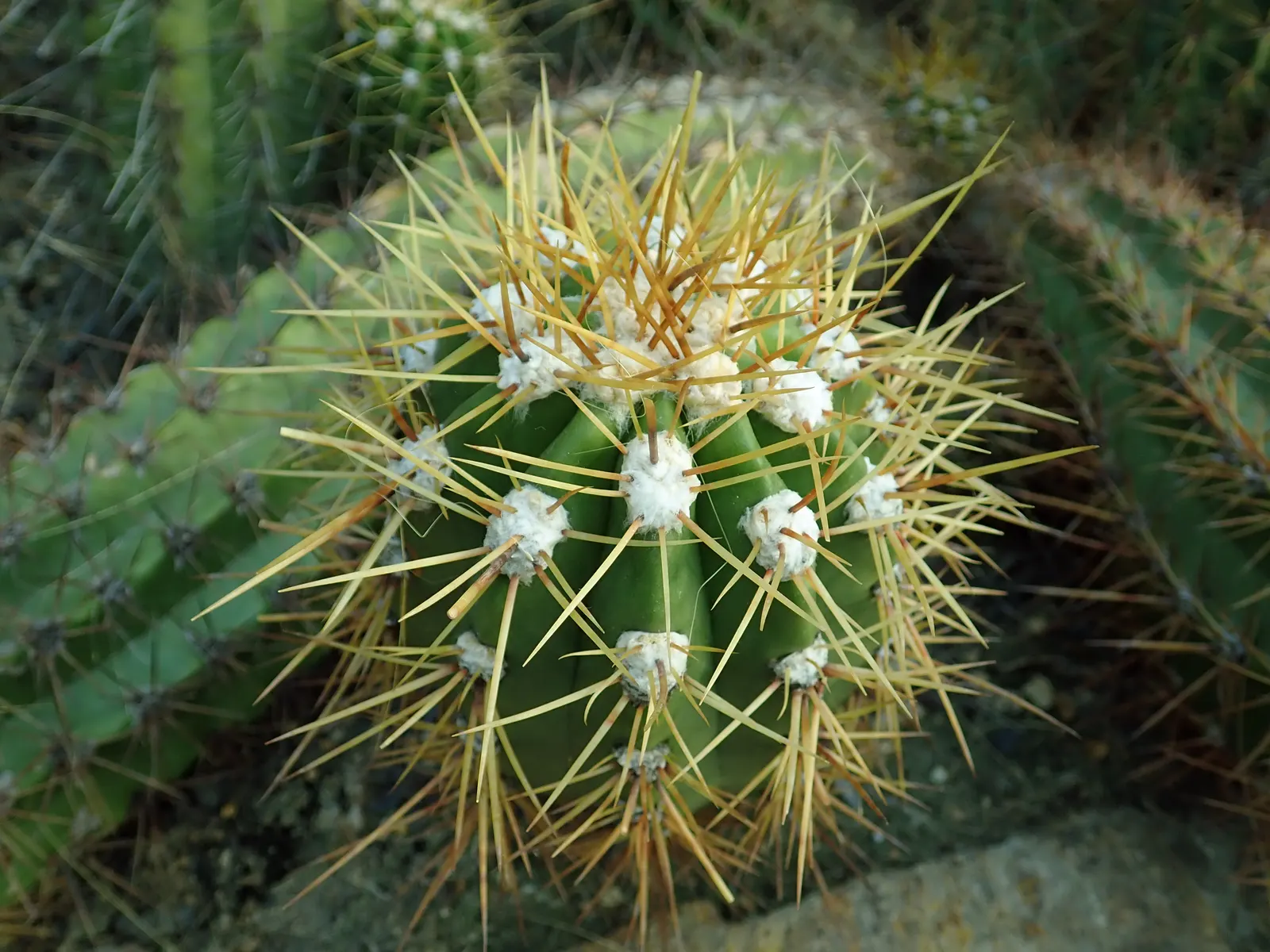 Torch Cactus (Echinopsis Candicans) — the blooms can measure up to an astounding 8 inches in diameter; the Torch Cactus proves to be an alluring, image 89