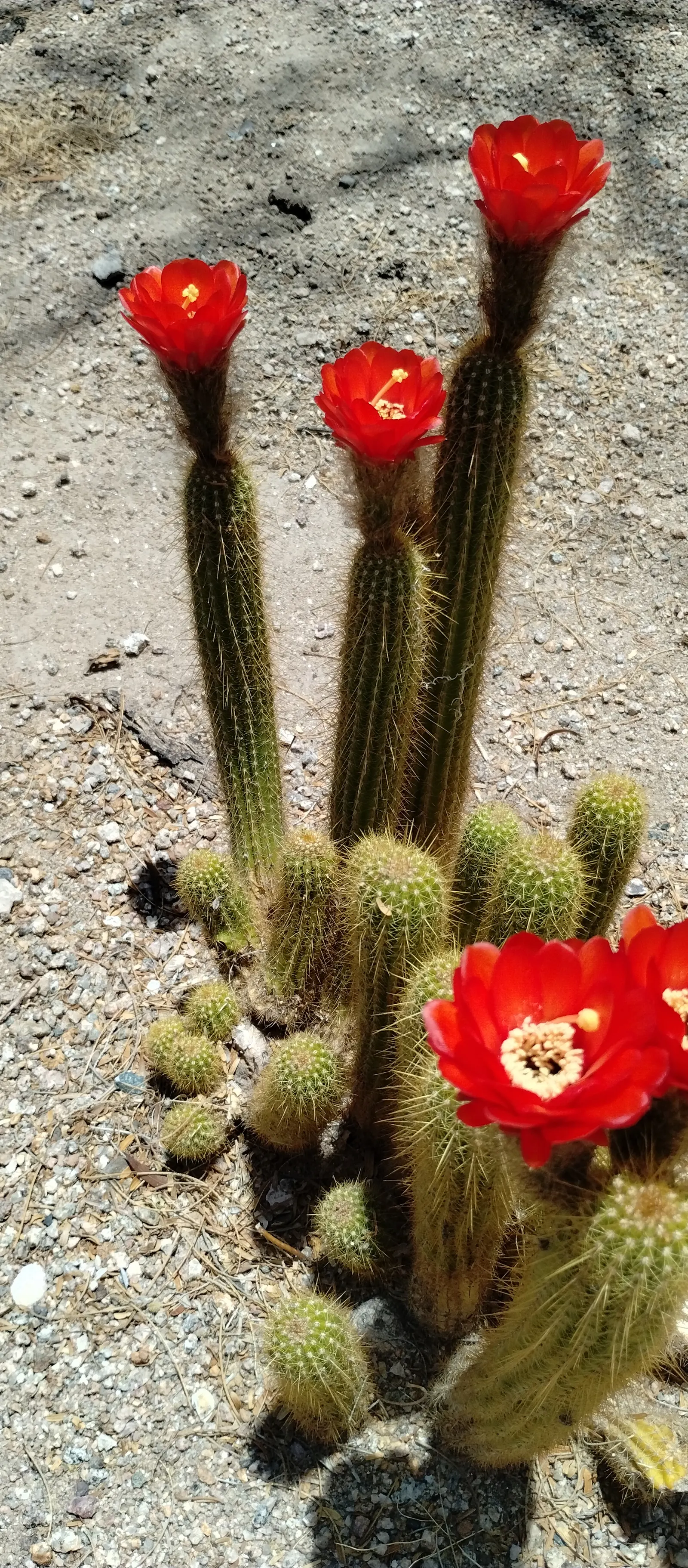Torch Cactus (Echinopsis Candicans) — although partial shade is tolerable; known for its robust, white flowers, it impresses with a 6-8 inch bloom, image 74