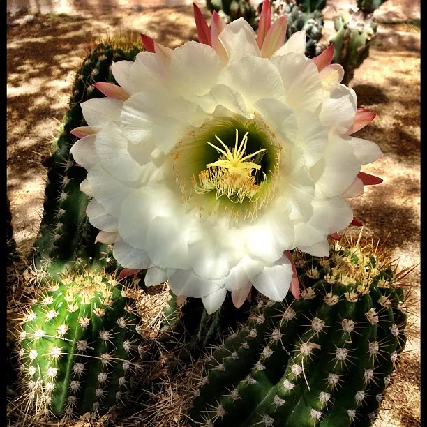 Torch Cactus (Echinopsis Candicans) — the Torch Cactus proves to be an alluring addition