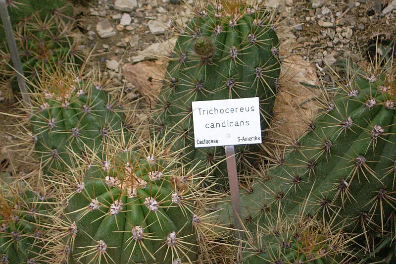 Torch Cactus (Echinopsis Candicans) — although partial shade is tolerable; known for its robust, white flowers, it impresses with a 6-8 inch bloom, image 42
