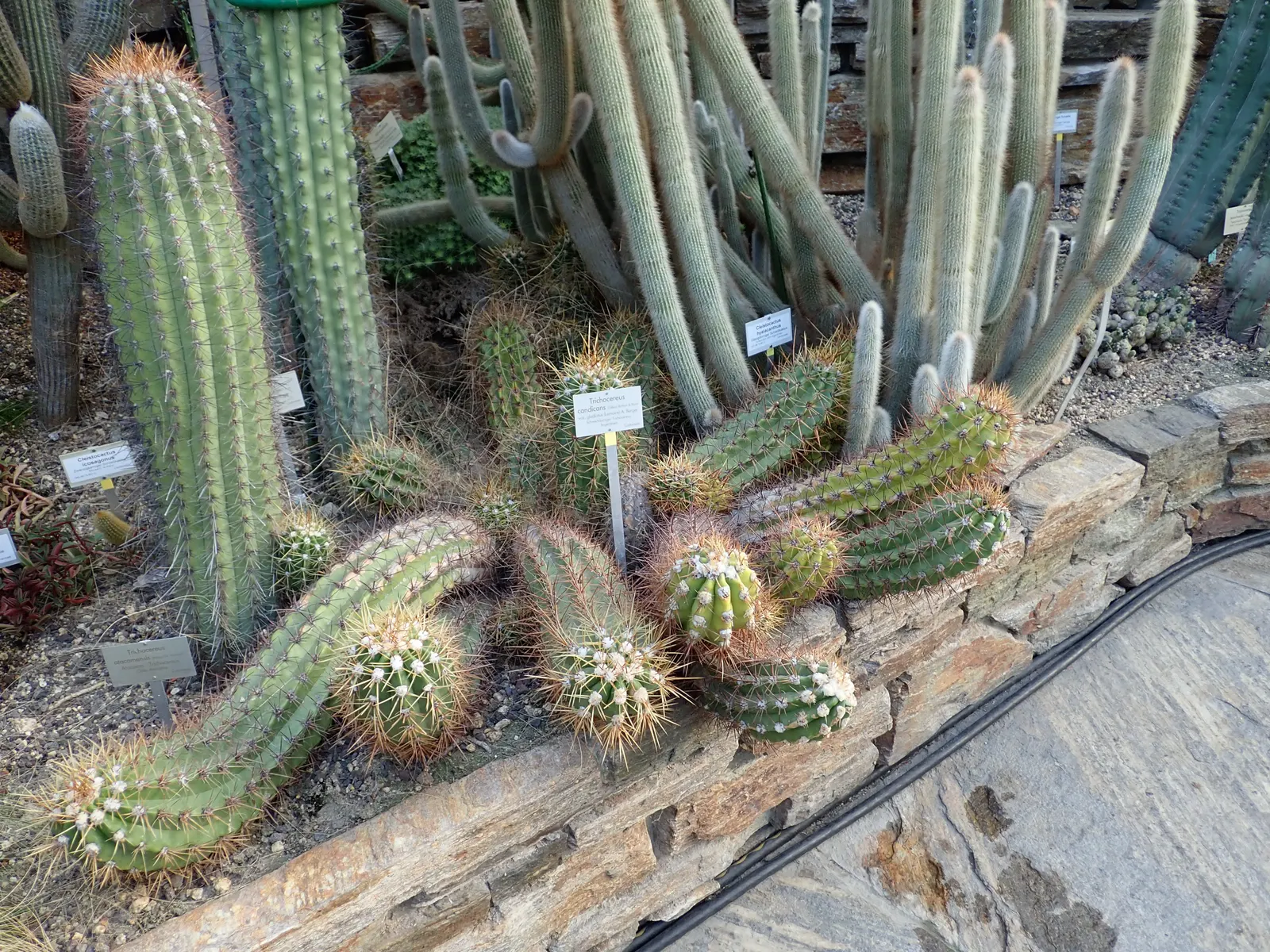 Torch Cactus (Echinopsis Candicans) — green base that expands to 24 inches wide; this low-maintenance cactus is drought-resistant, image 66