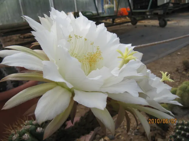 Torch Cactus (Echinopsis Candicans) — cactus with white blooms; scientifically known as Echinopsis candicans, image 95
