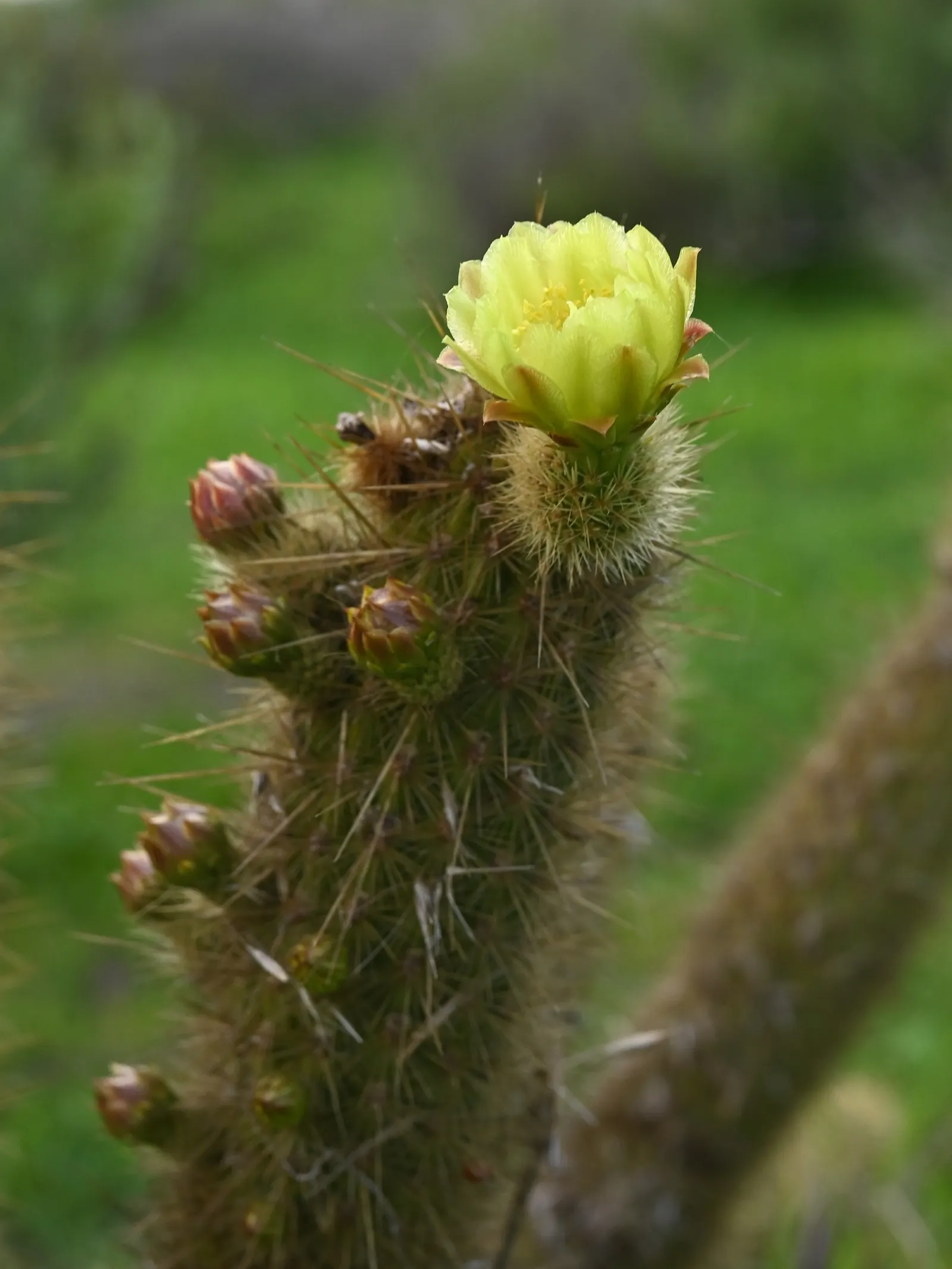 Torch Cactus (Echinopsis Candicans) — It reaches a modest 24-36 inches in height, making it an ideal focal point for low-maintenance gardens, image 133