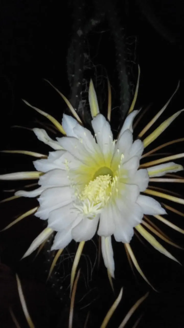 Torch Cactus (Echinopsis Candicans) — the Torch Cactus proves to be an alluring addition; the Torch Cactus (Echinopsis candicans) is a stunning, image 92