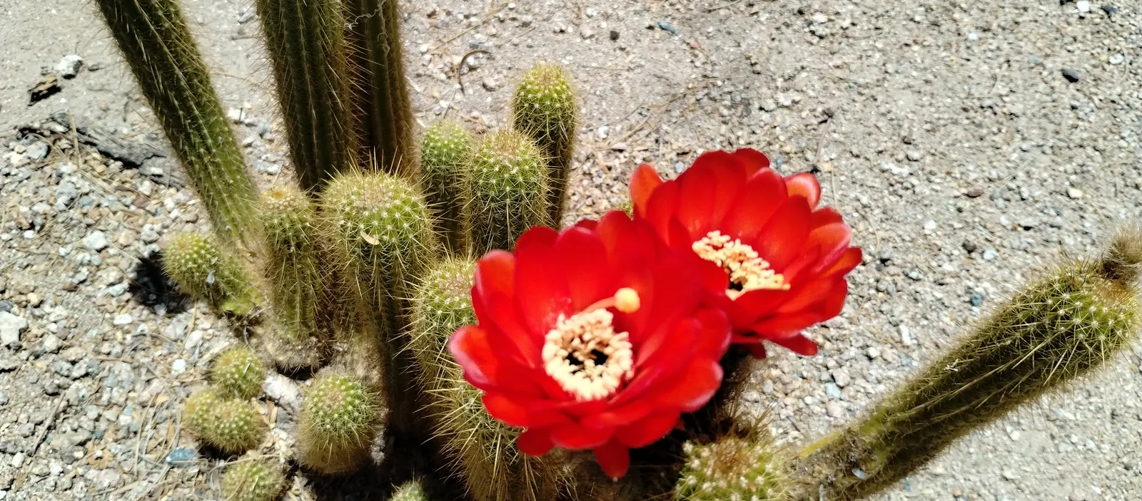 Torch Cactus (Echinopsis Candicans) — Known for its robust, white flowers, it impresses with a 6-8 inch bloom diameter; green base that expands to, image 51
