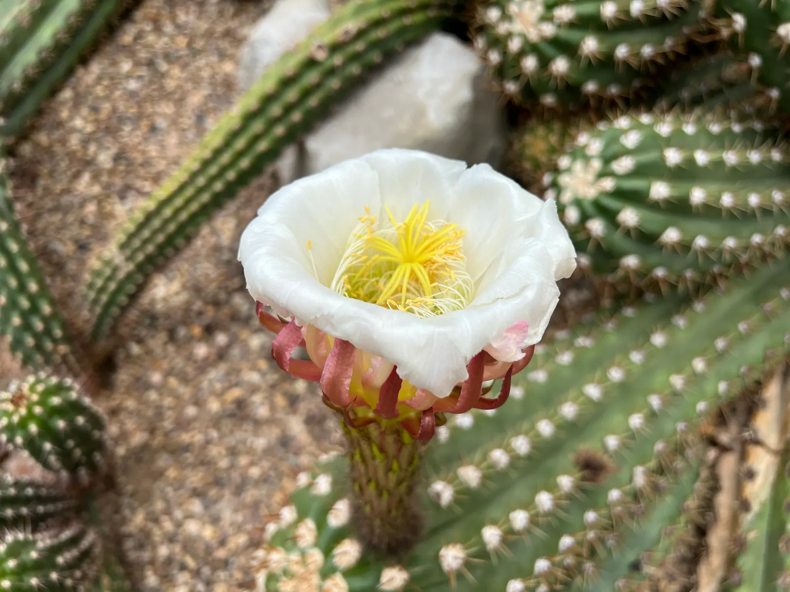 Torch Cactus (Echinopsis Candicans) — The Torch Cactus (Echinopsis candicans) is a stunning Argentine native featuring a globular; this hardy, image 97