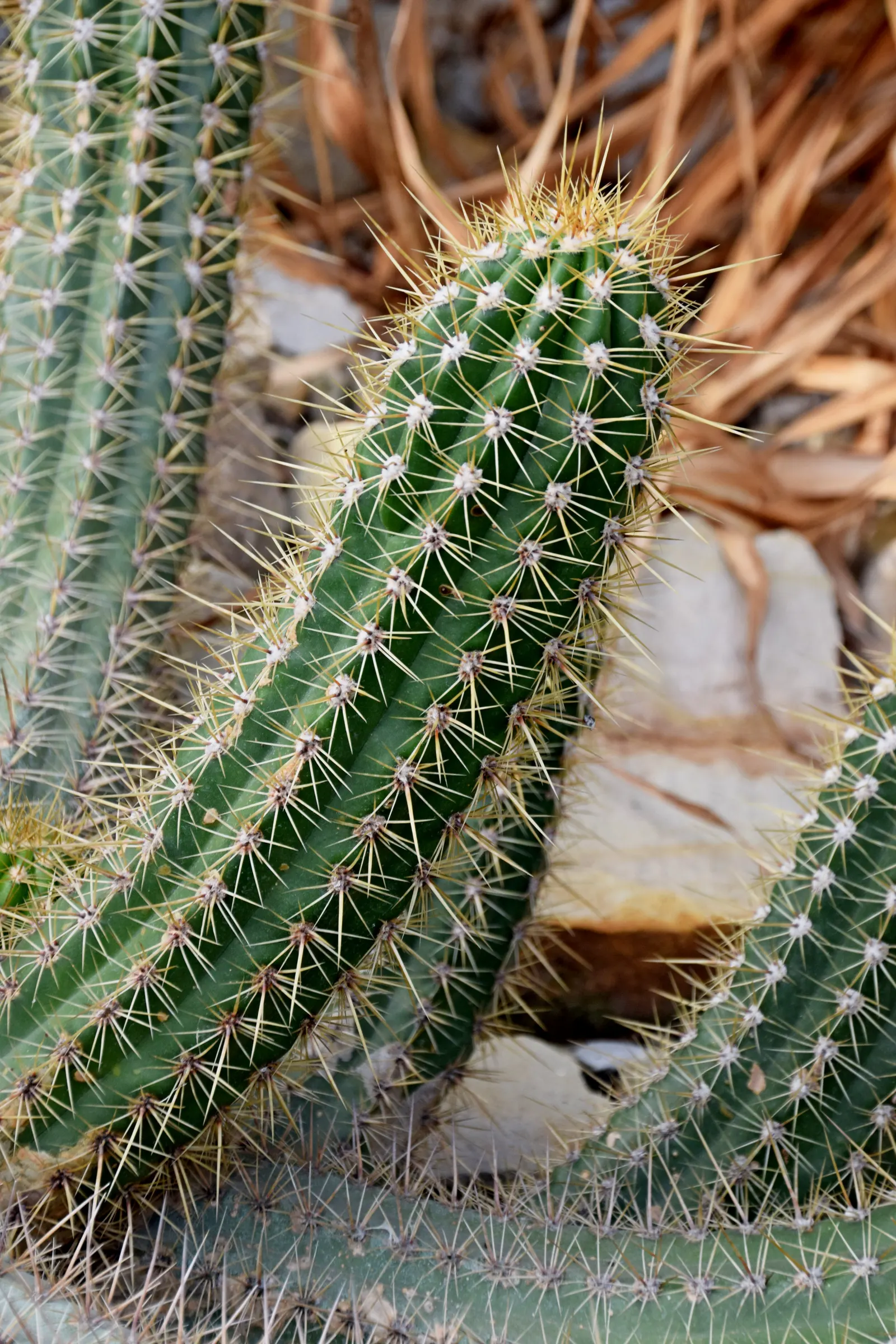 Torch Cactus (Echinopsis Candicans) — This low-maintenance cactus is drought-resistant; although partial shade is tolerable, image 107