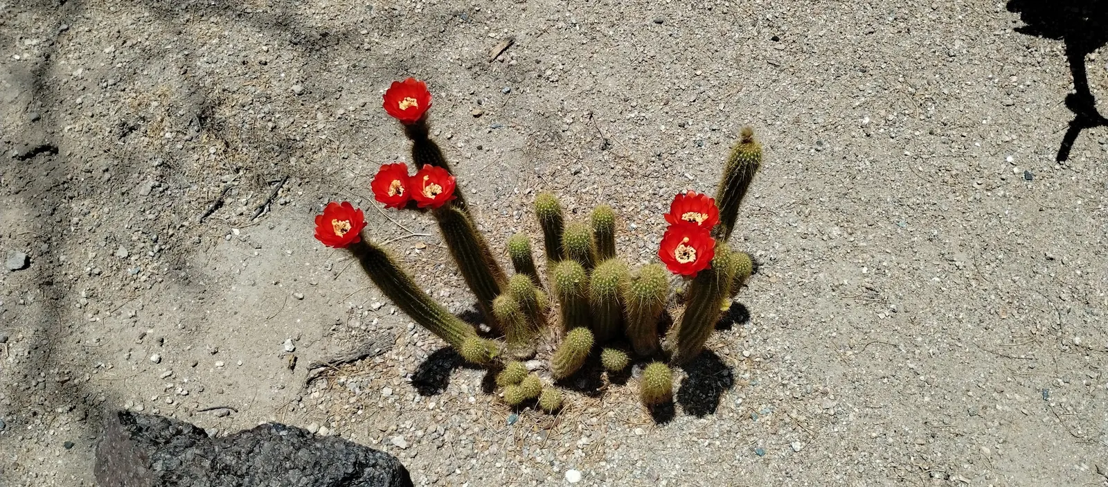 Torch Cactus (Echinopsis Candicans) — Known for its robust, white flowers, it impresses with a 6-8 inch bloom diameter; green base that expands to, image 67