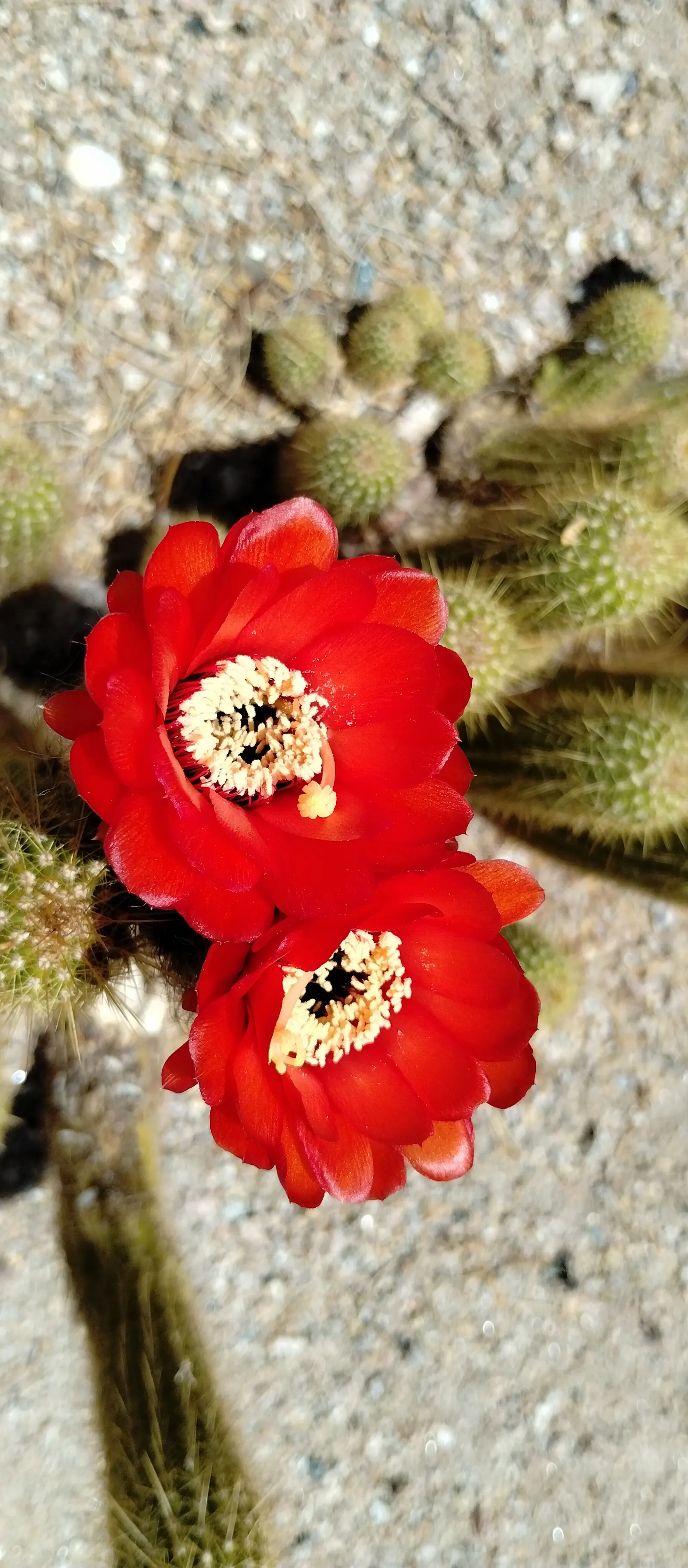 Torch Cactus (Echinopsis Candicans) — the blooms can measure up to an astounding 8 inches in diameter; the Torch Cactus proves to be an alluring, image 41