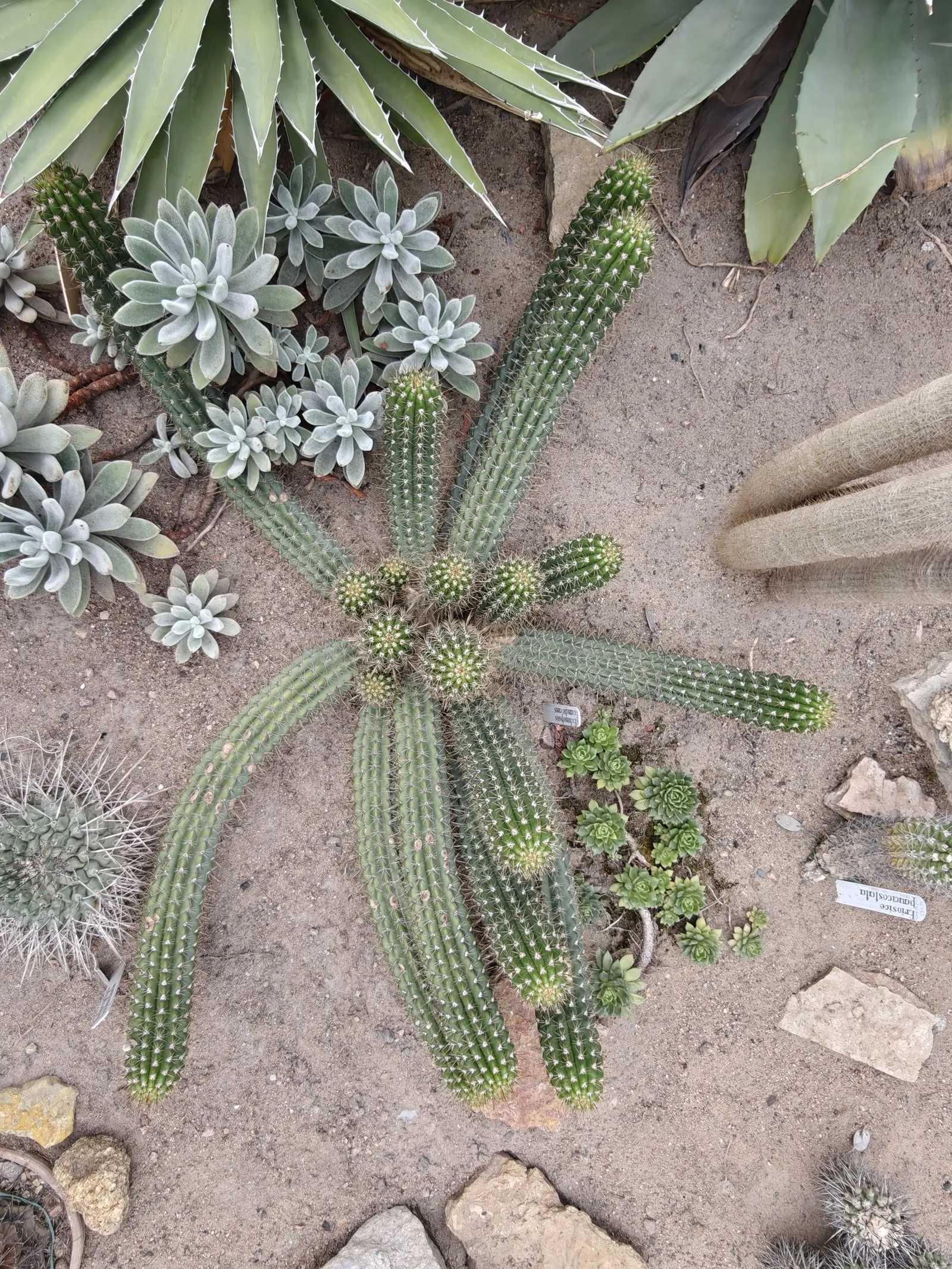 Torch Cactus (Echinopsis Candicans) — The Torch Cactus (Echinopsis candicans) is a stunning Argentine native featuring a globular; this hardy, image 33