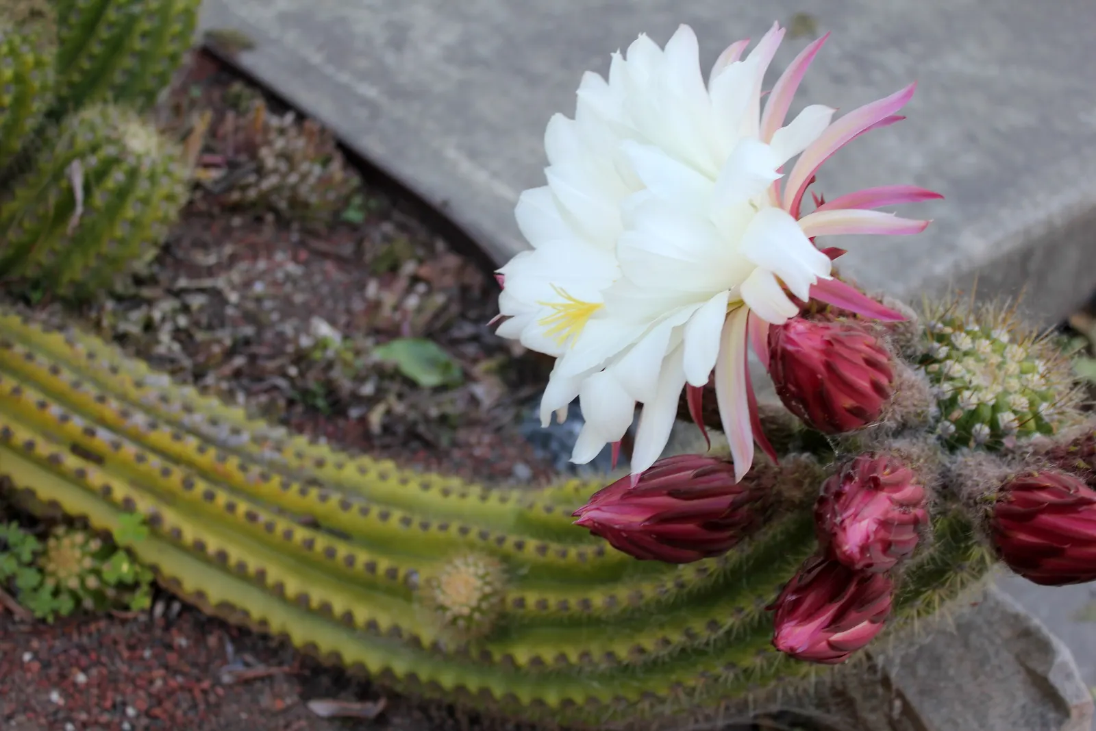 Torch Cactus (Echinopsis Candicans) — scientifically known as Echinopsis candicans; is a remarkable specimen that adds a striking visual interest, image 134