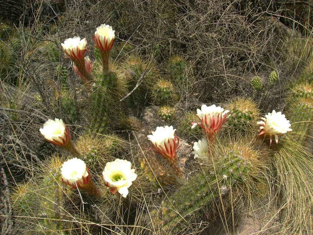 Torch Cactus (Echinopsis Candicans) — providing both aesthetic charm and ecological benefits to the garden ecosystem; white flowers that bloom, image 45