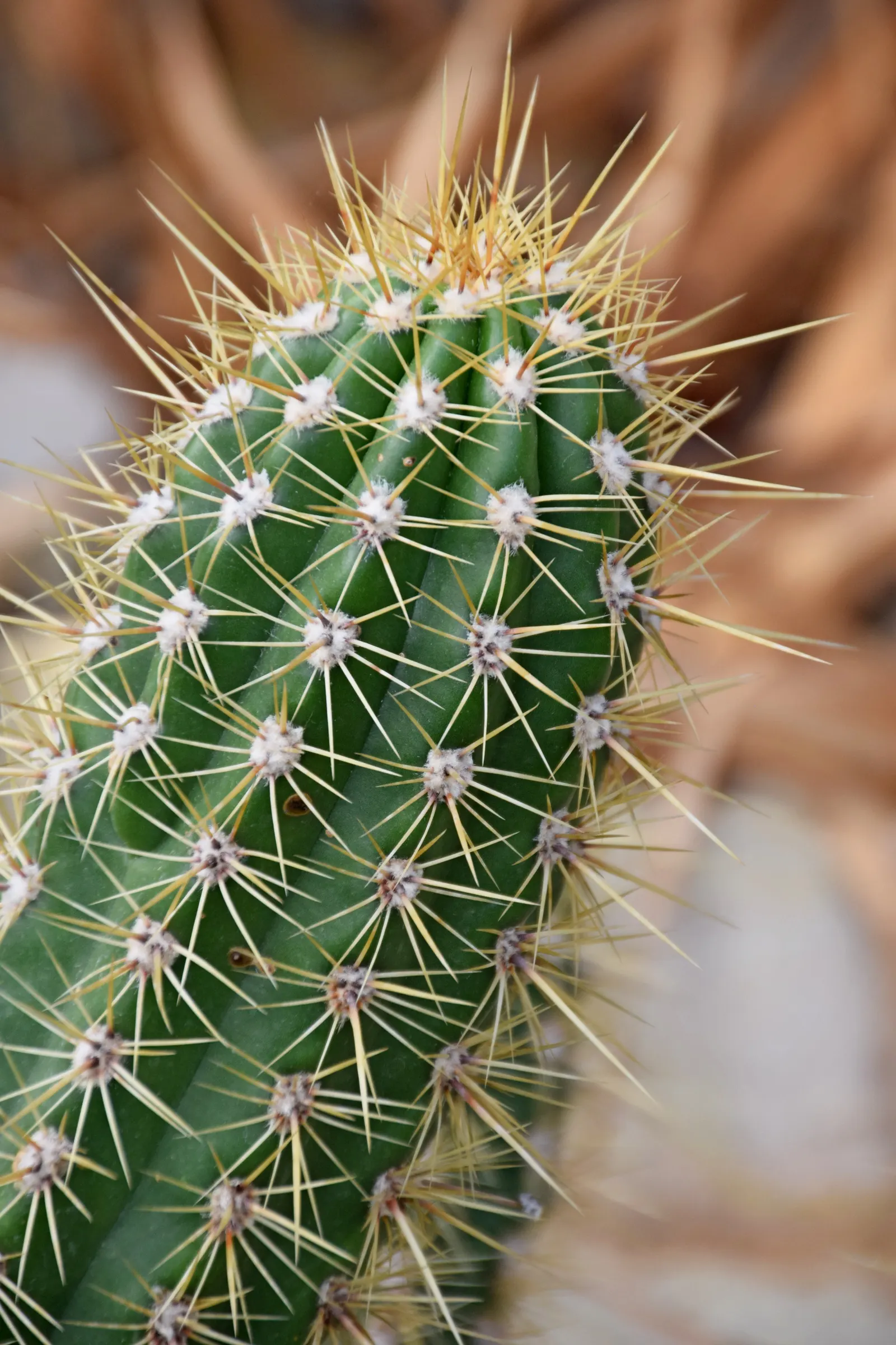 Torch Cactus (Echinopsis Candicans) — white flowers in the garden; cactus with white blooms, image 110