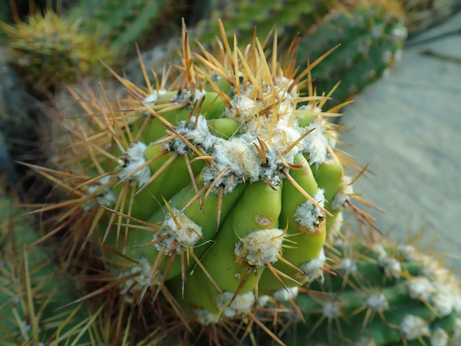 Torch Cactus (Echinopsis Candicans) — is a remarkable specimen that adds a striking visual interest to any landscape design; white flowers in the, image 55