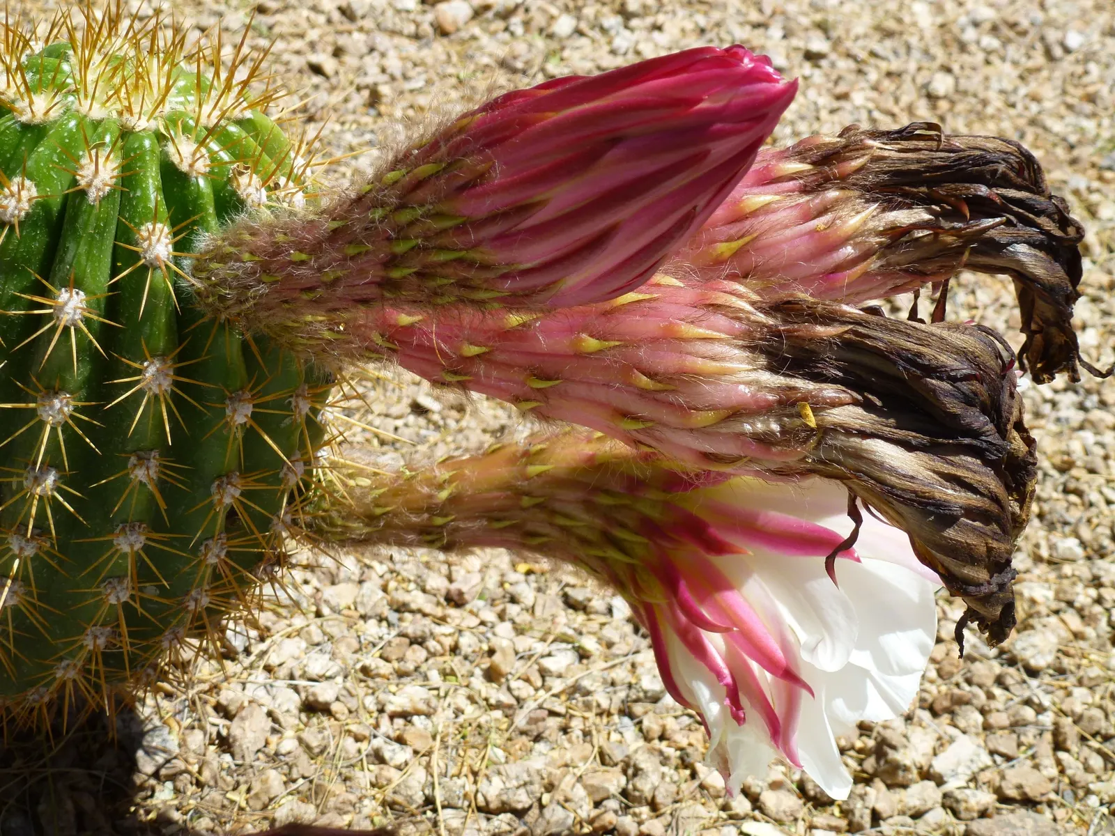 Torch Cactus (Echinopsis Candicans) — This low-maintenance cactus is drought-resistant; although partial shade is tolerable, image 123