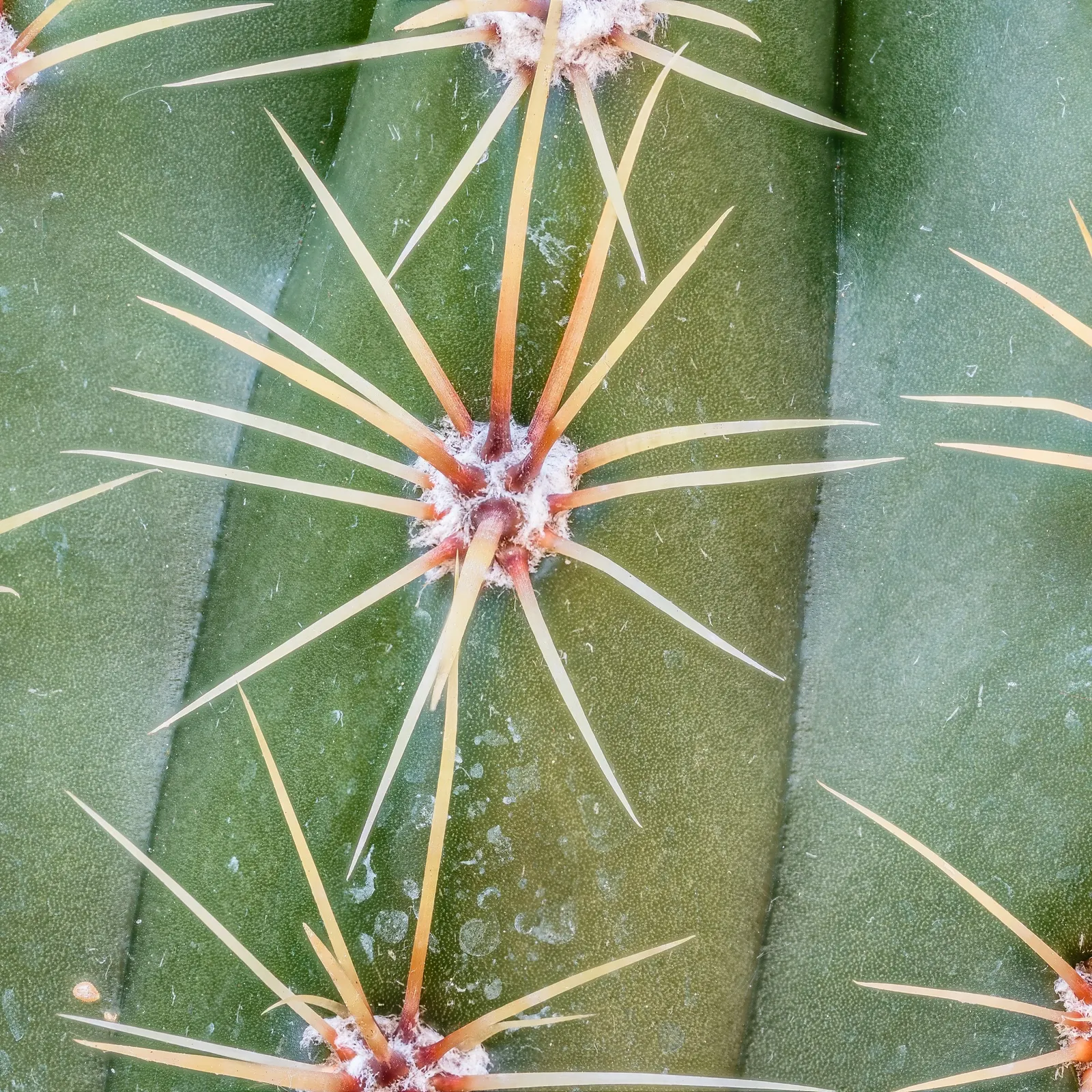 Torch Cactus (Echinopsis Candicans) — Known for its robust, white flowers, it impresses with a 6-8 inch bloom diameter; green base that expands to, image 35