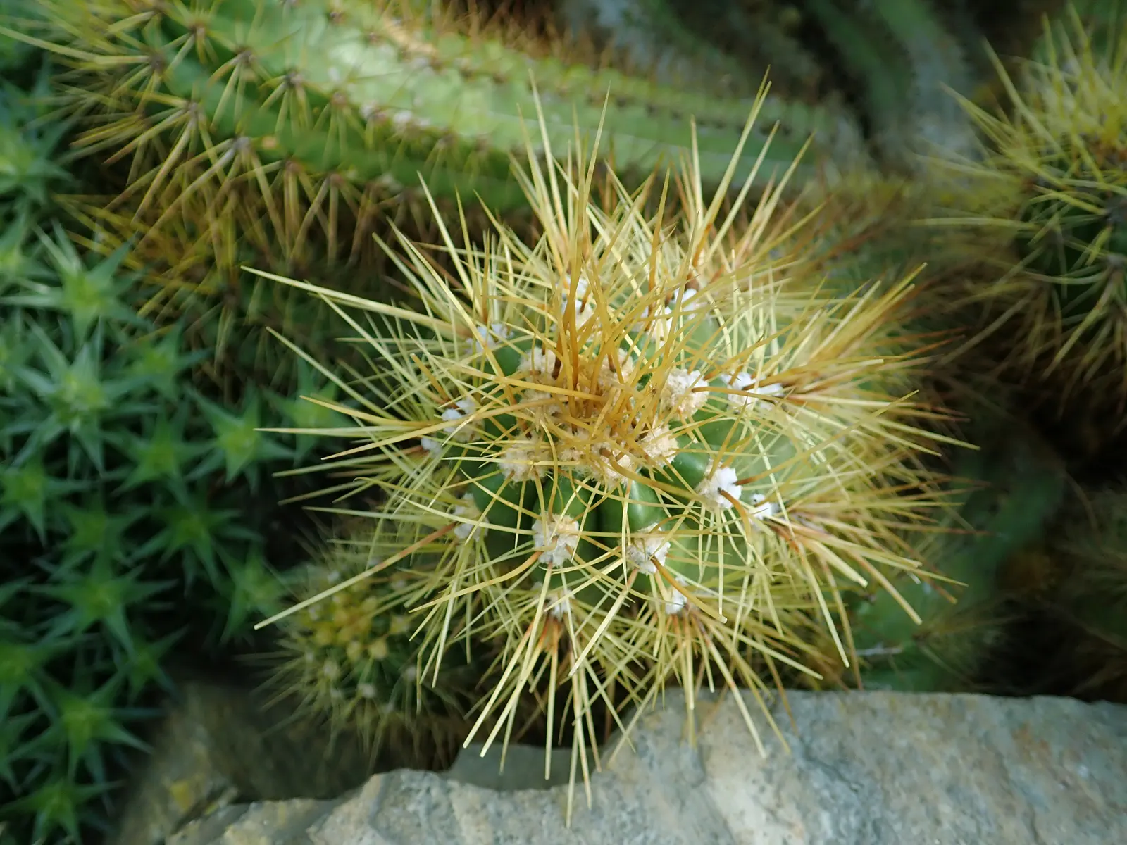 Torch Cactus (Echinopsis Candicans) — scientifically known as Echinopsis candicans; is a remarkable specimen that adds a striking visual interest, image 54
