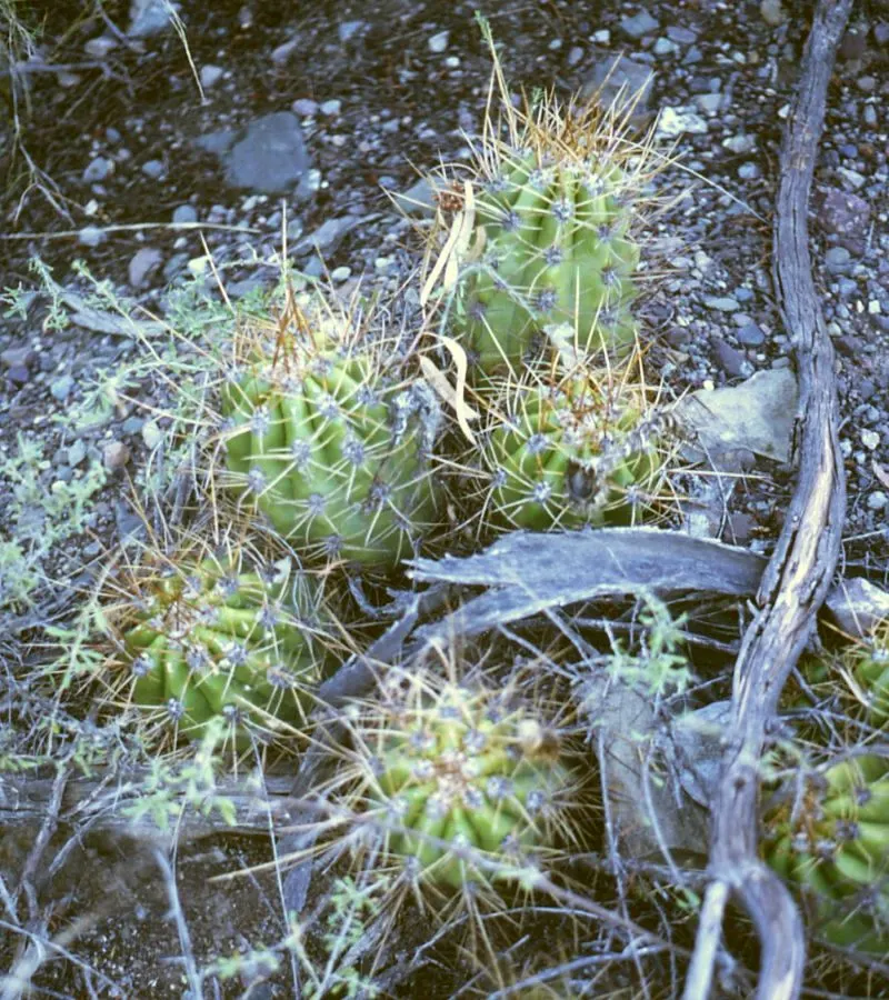 Torch Cactus (Echinopsis Candicans) — providing both aesthetic charm and ecological benefits to the garden ecosystem; white flowers that bloom, image 61