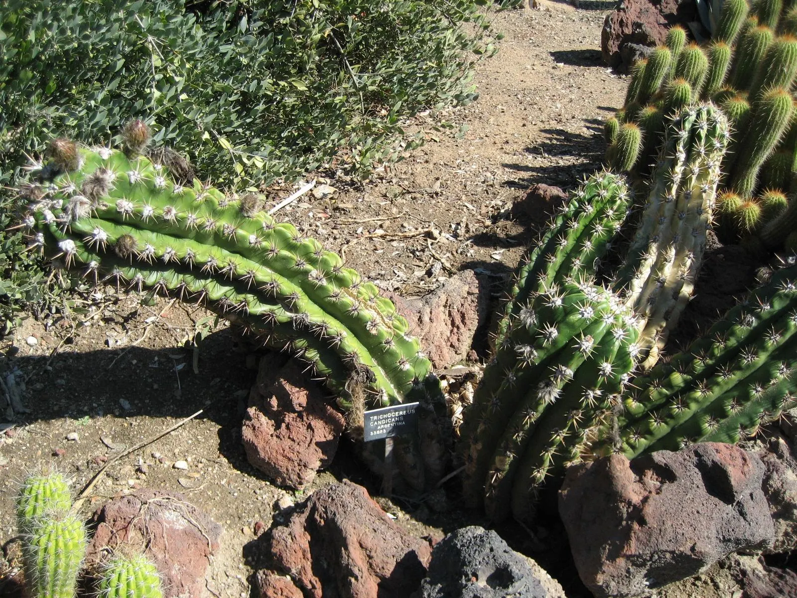 Torch Cactus (Echinopsis Candicans) — is a remarkable specimen that adds a striking visual interest to any landscape design; white flowers in the, image 135