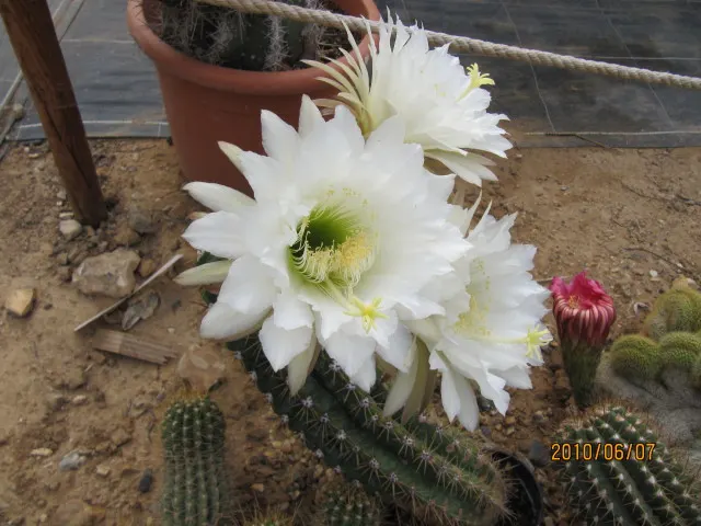 Torch Cactus (Echinopsis Candicans) — cactus for half; providing both aesthetic charm and ecological benefits to the garden ecosystem, image 80
