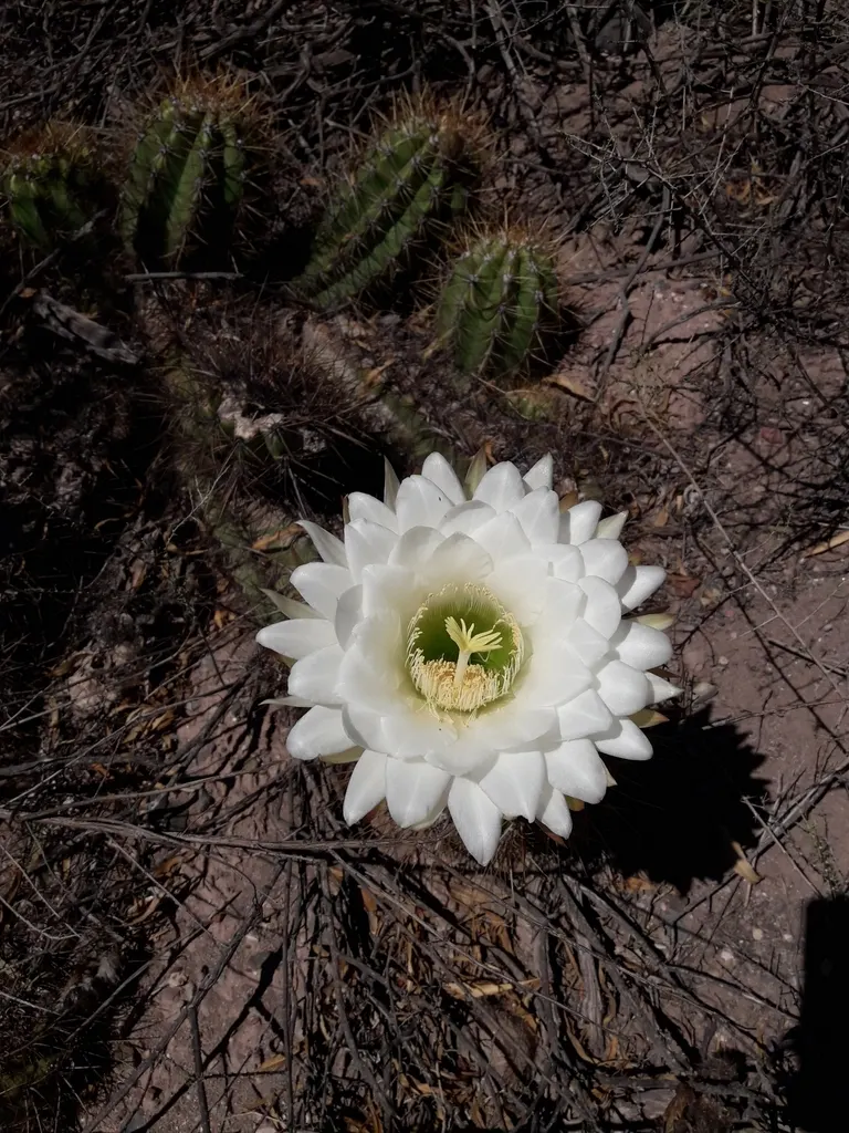 Torch Cactus (Echinopsis Candicans) — the Torch Cactus proves to be an alluring addition; the Torch Cactus (Echinopsis candicans) is a stunning Argentine