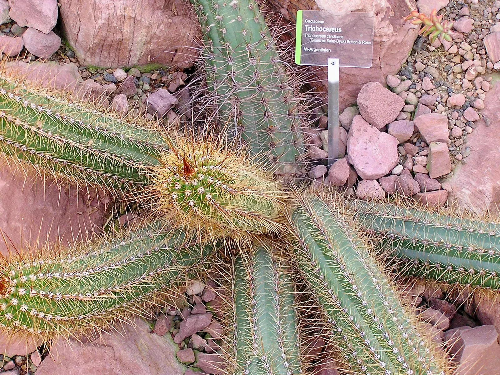 Torch Cactus (Echinopsis Candicans) — It reaches a modest 24-36 inches in height, making it an ideal focal point for low-maintenance gardens, image 53