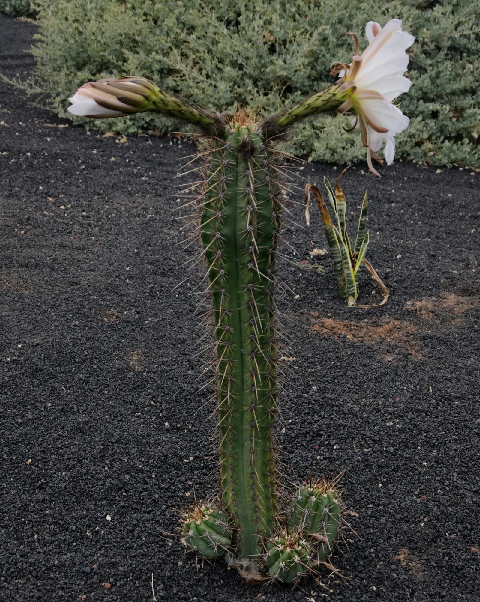 Torch Cactus (Echinopsis Candicans) — The Torch Cactus (Echinopsis candicans) is a stunning Argentine native featuring a globular; this hardy cactus thrives in