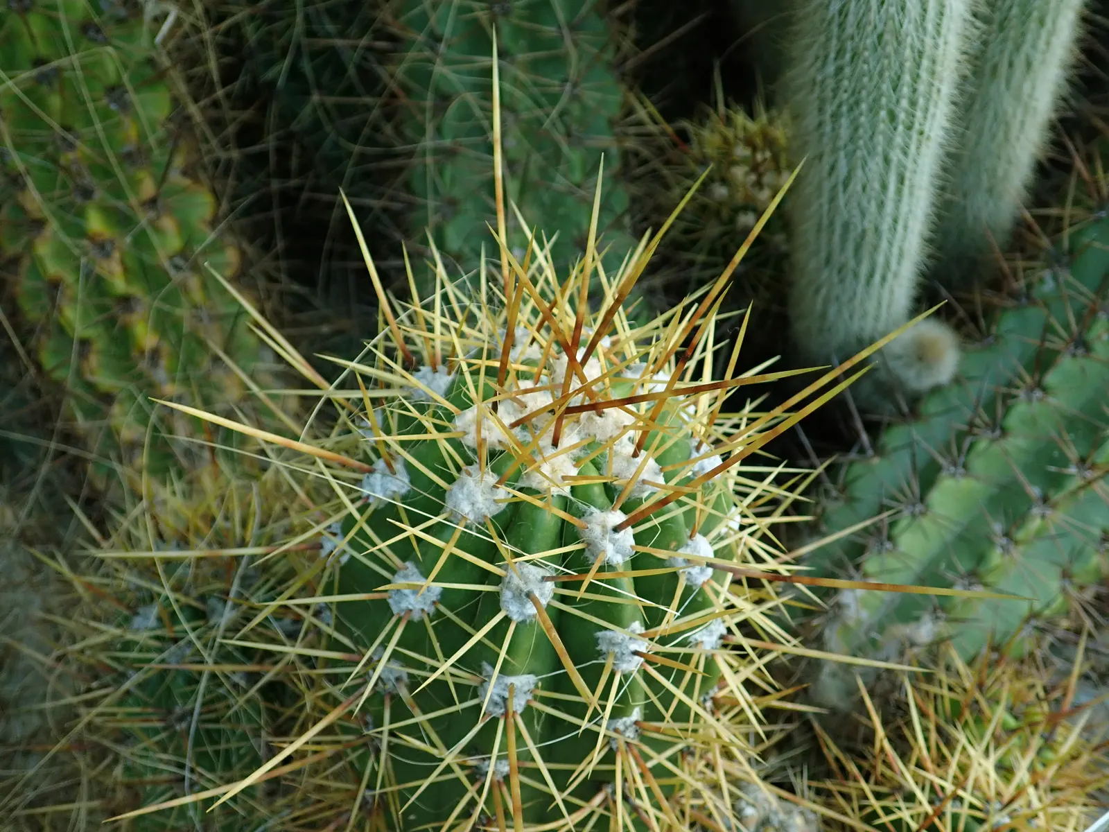 Torch Cactus (Echinopsis Candicans) — providing both aesthetic charm and ecological benefits to the garden ecosystem; white flowers that bloom, image 77