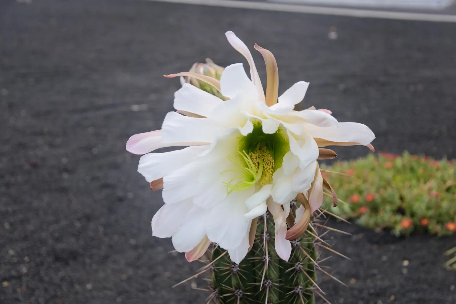 Torch Cactus (Echinopsis Candicans) — although partial shade is tolerable; known for its robust, white flowers, it impresses with a 6-8 inch bloom diameter